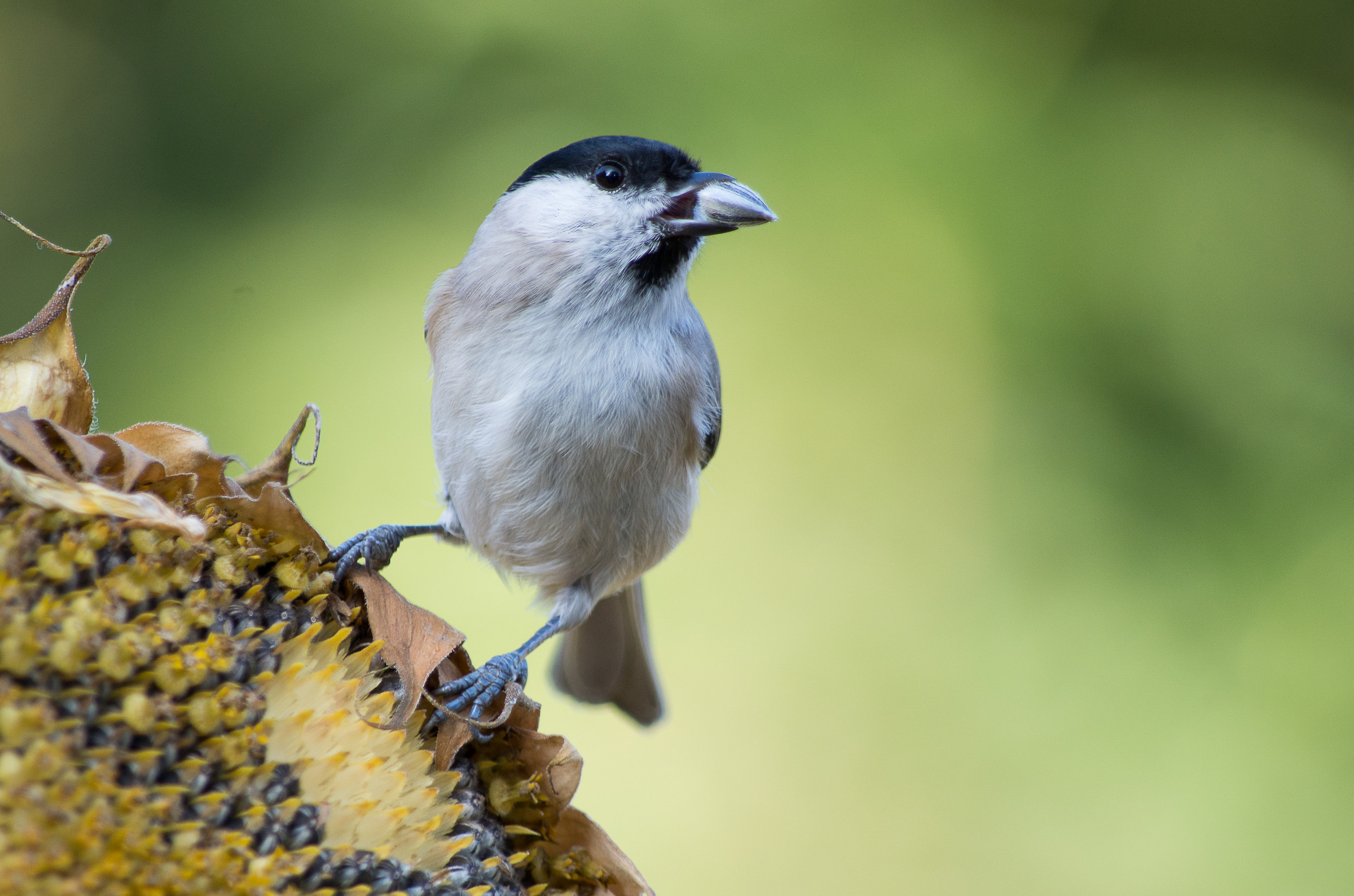 Cincia bigia (cfr. Poecile montanus)