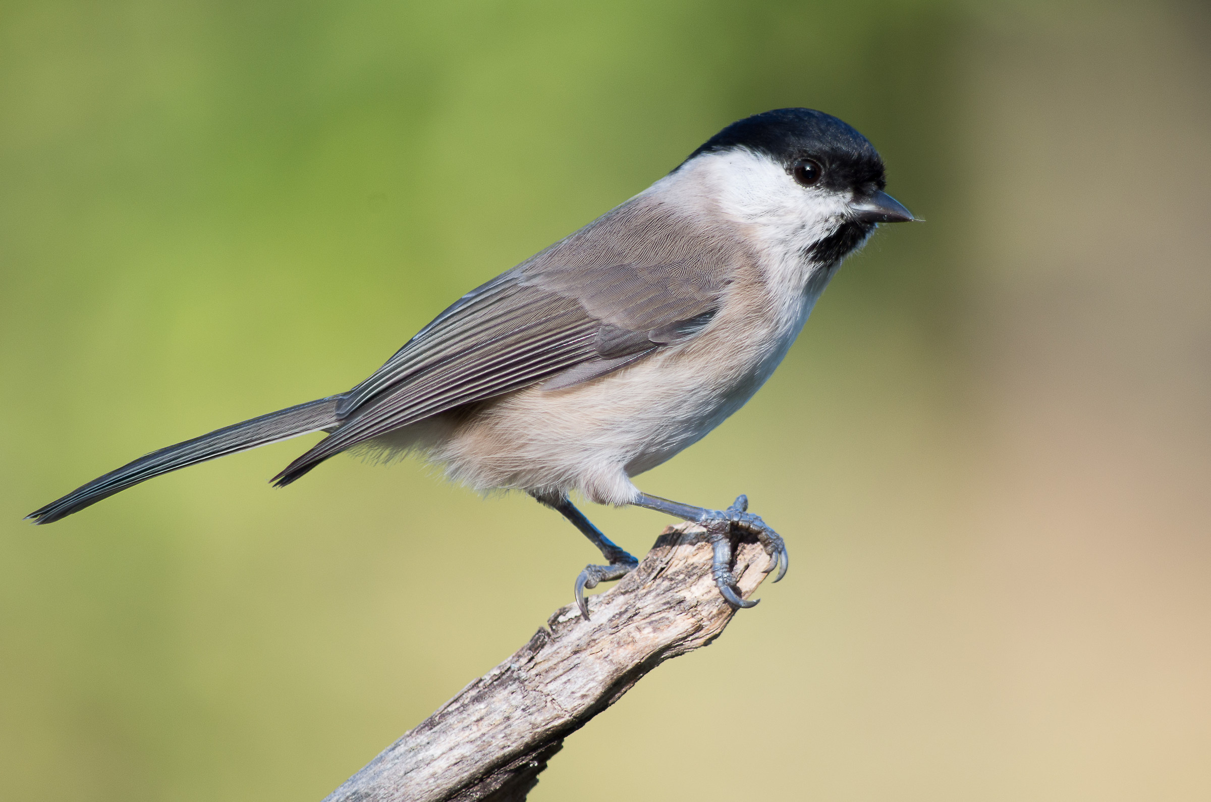Cincia bigia (cfr. Poecile montanus)