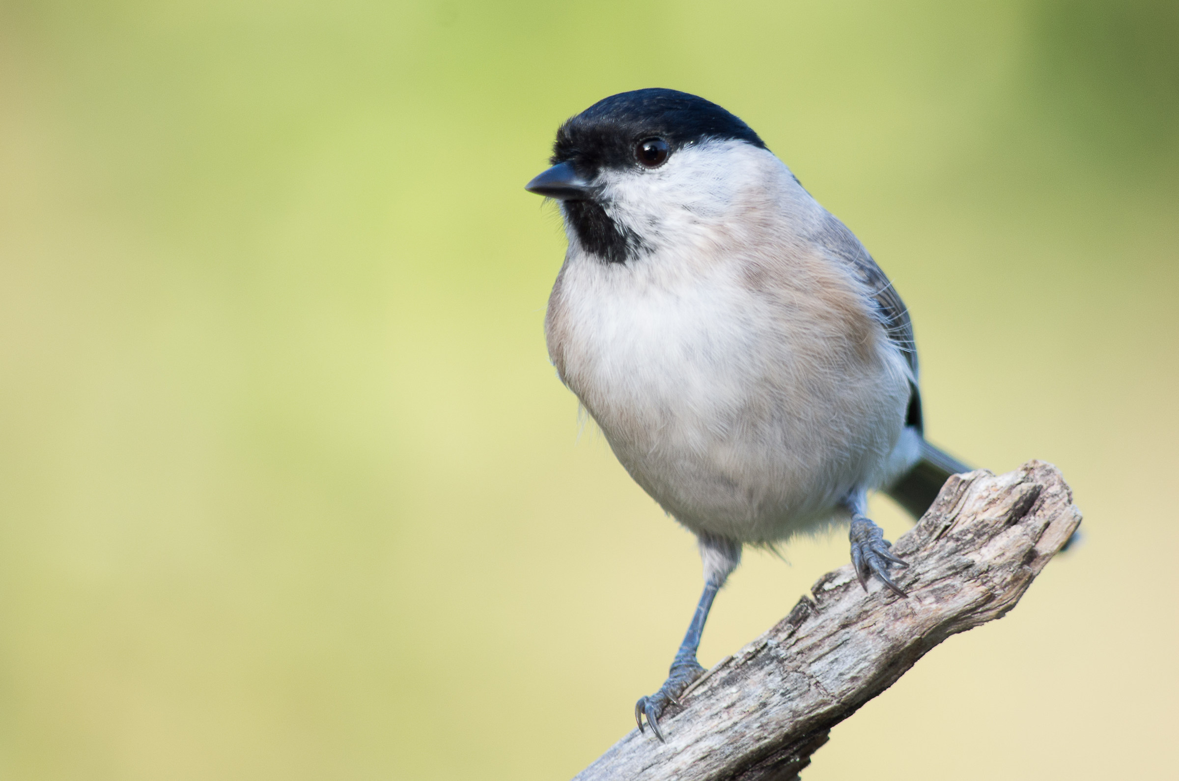 Cincia bigia (cfr. Poecile montanus)