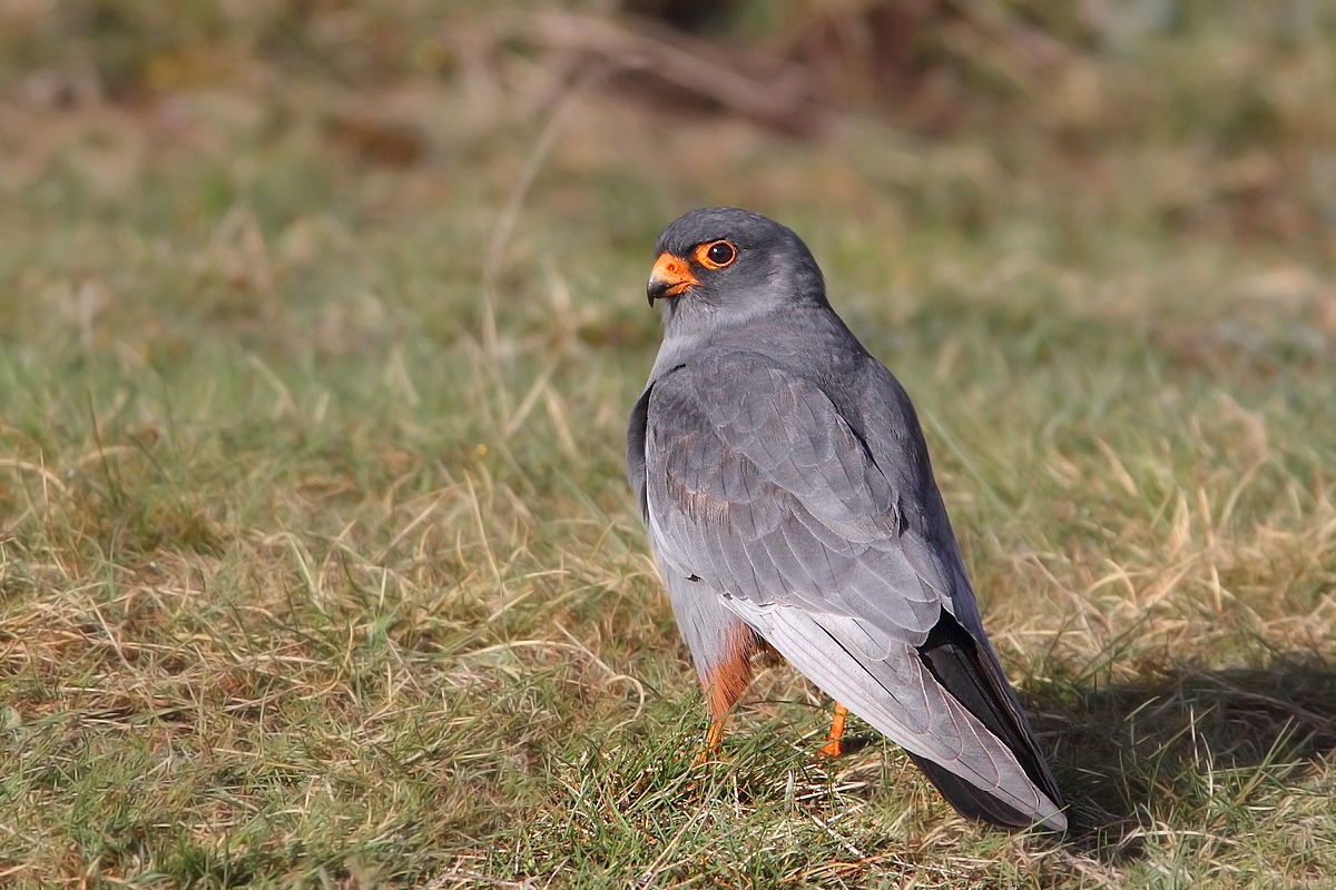 falco cuculo maschio