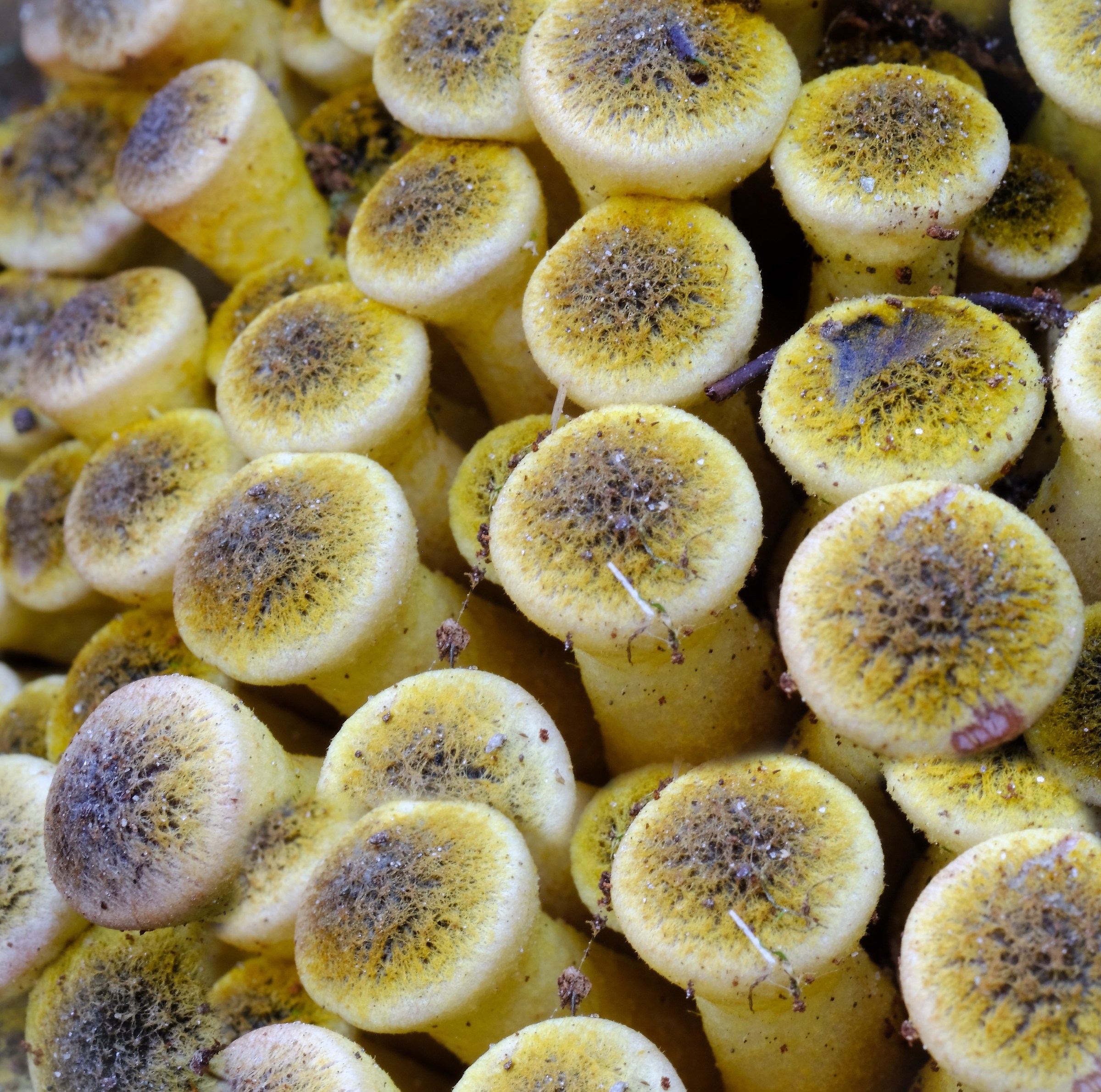 Una simpatica colonia di microfunghi