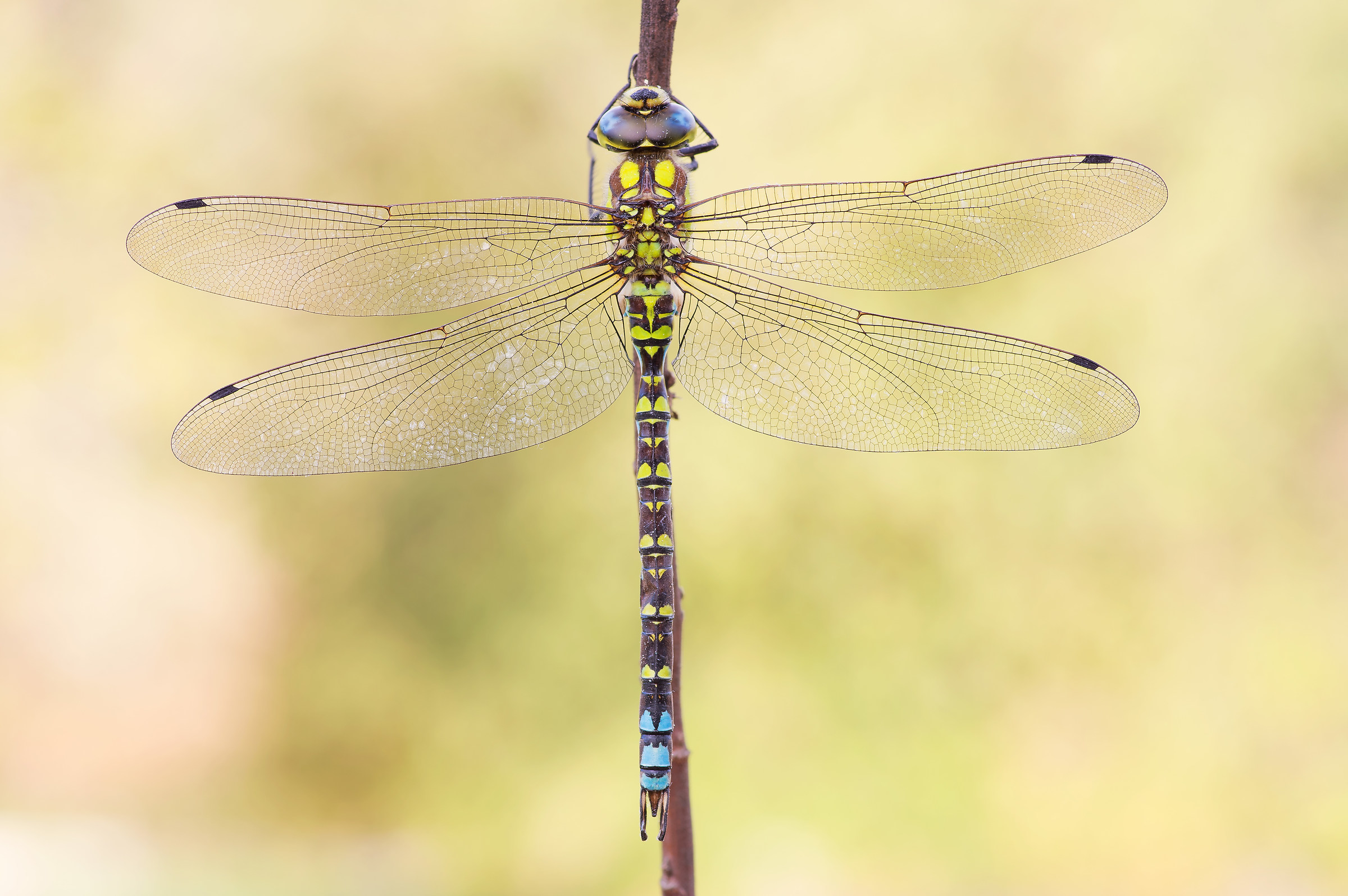 Aeshna cyanea male (Müller, 1764)