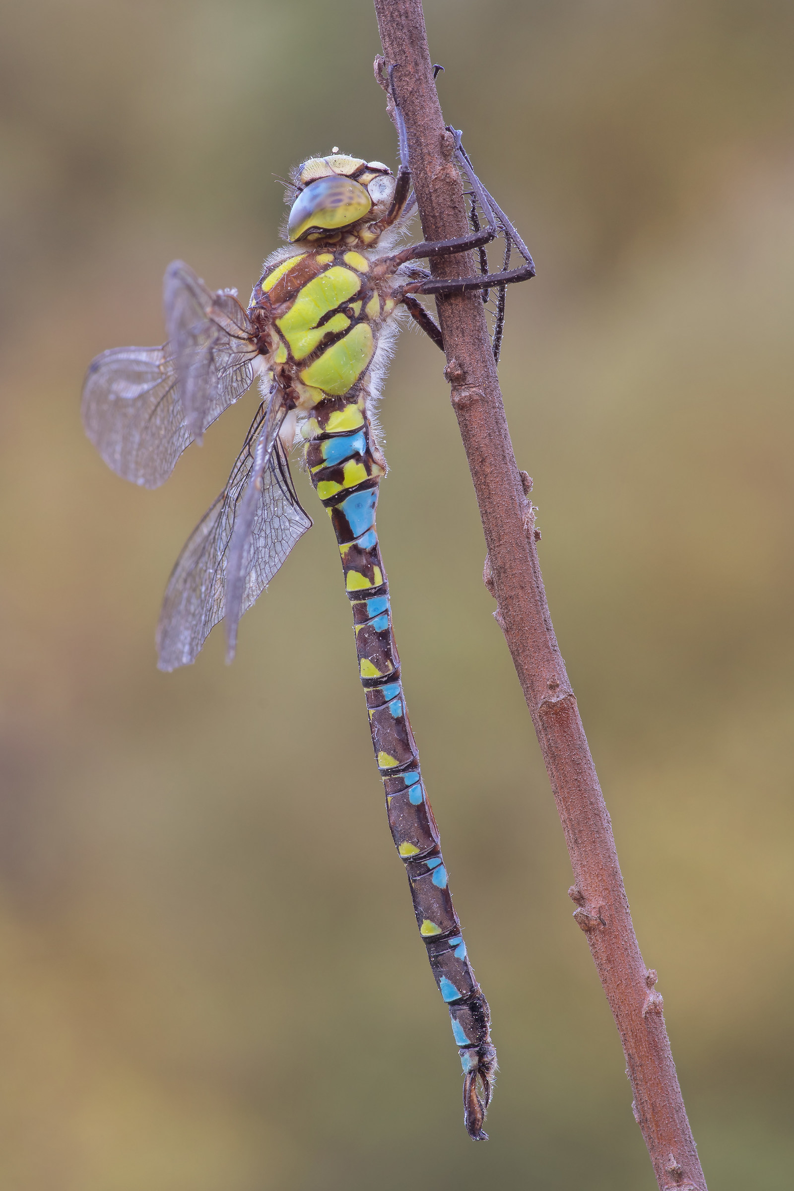 Aeshna cyanea male (Müller, 1764)