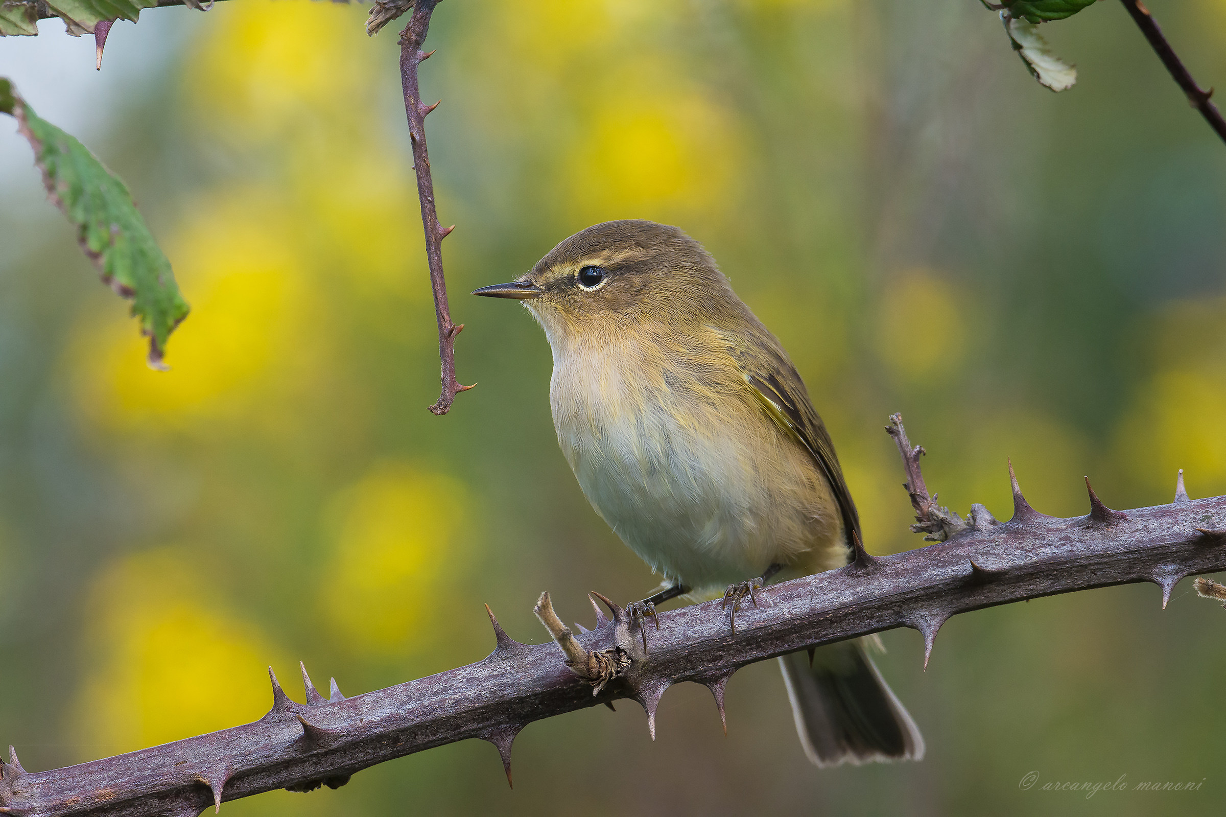Io sono Luì piccolo ma carino