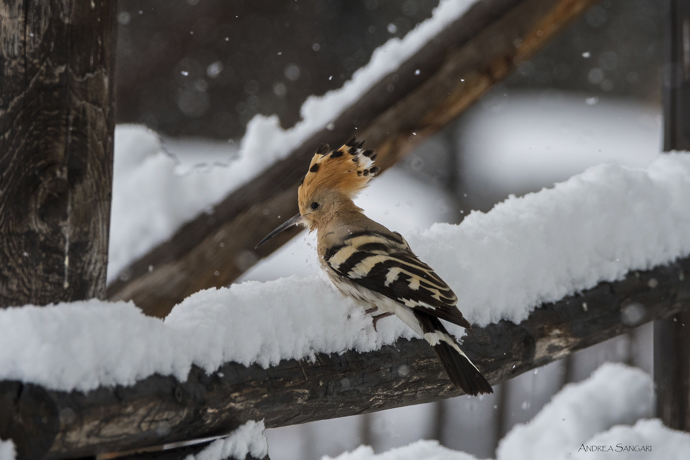 Strani incontri sotto la neve