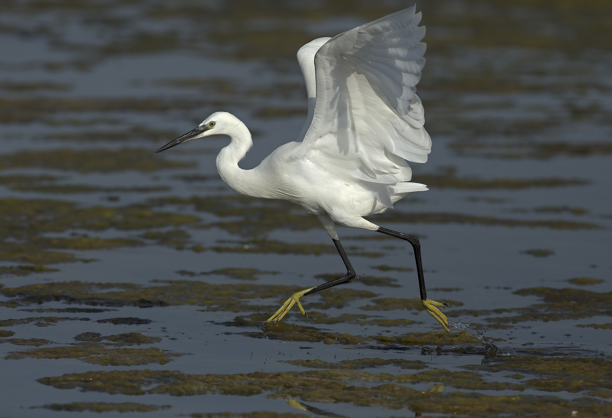 oplà...rielaborazione