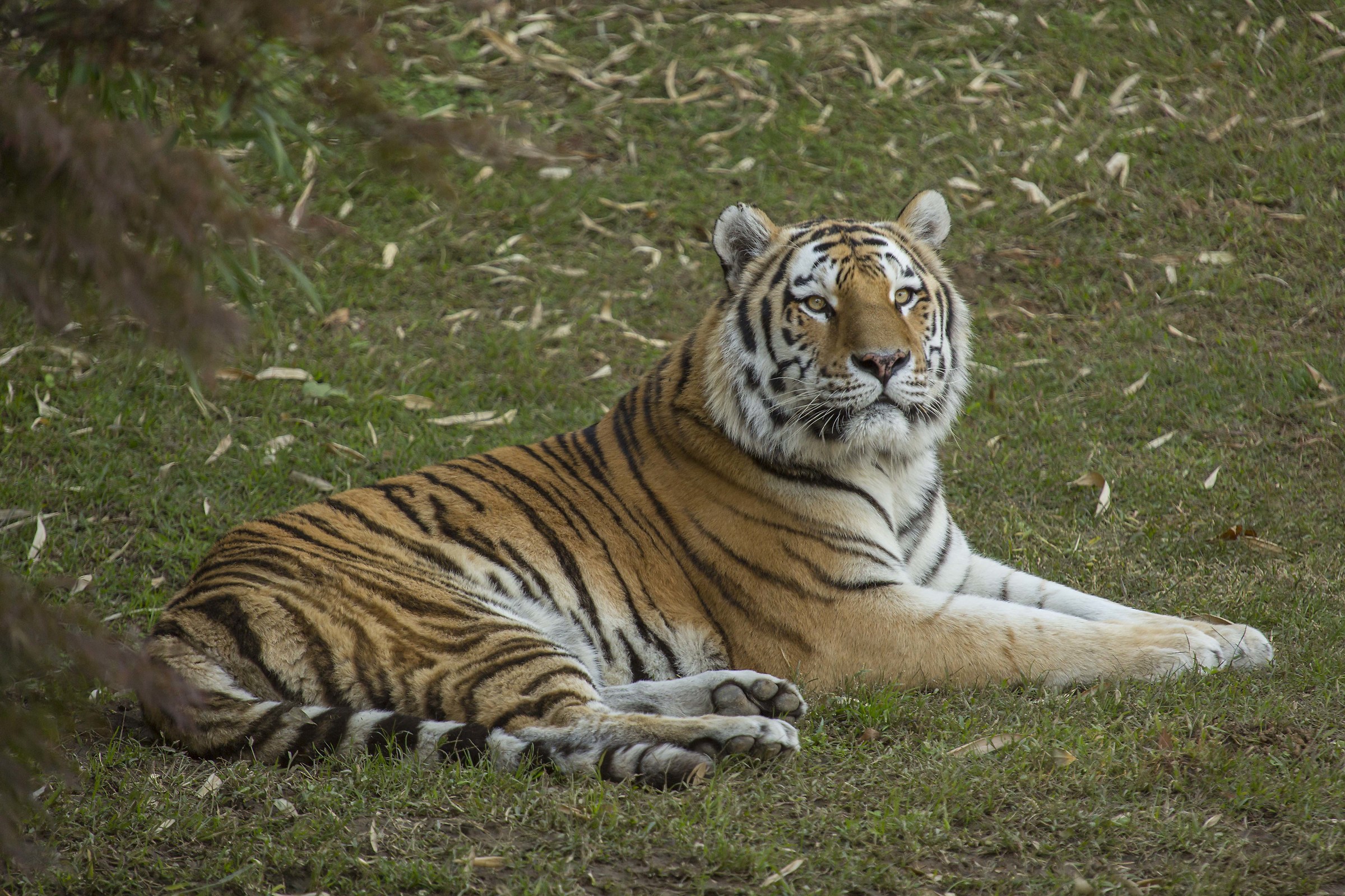 I've been in the savannah! Not only ... in Zoom Torino.