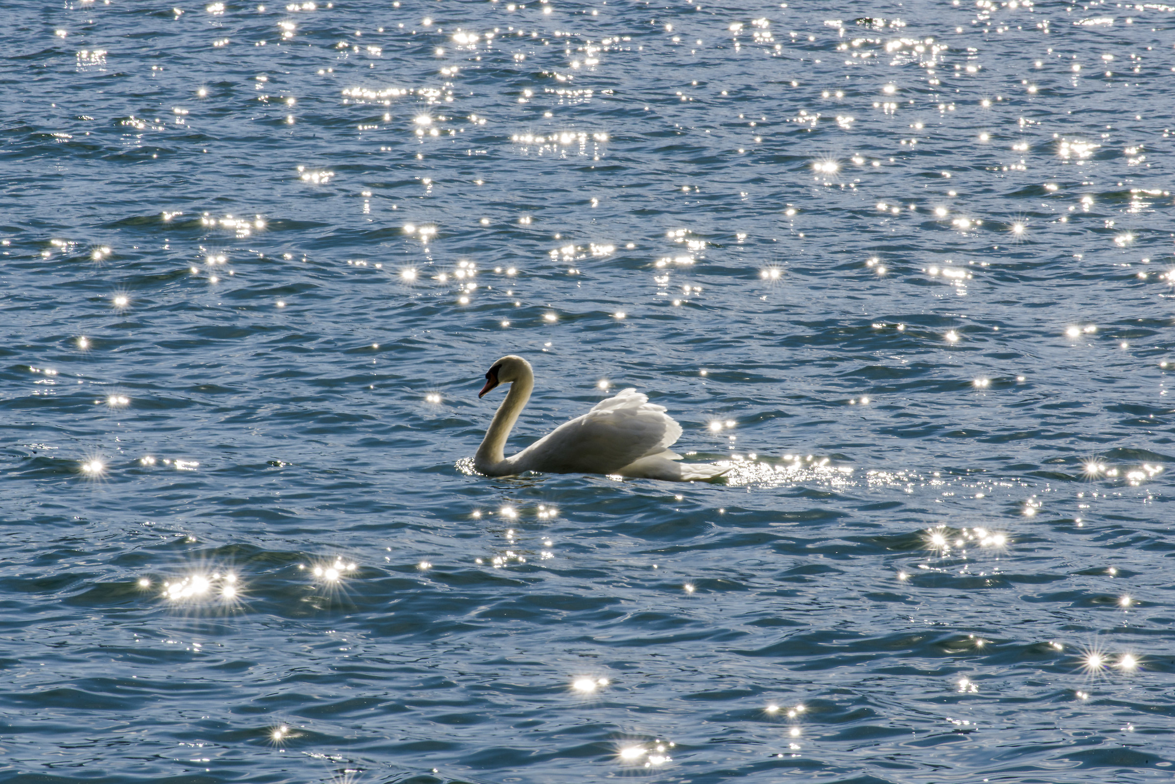 La costellazione del cigno