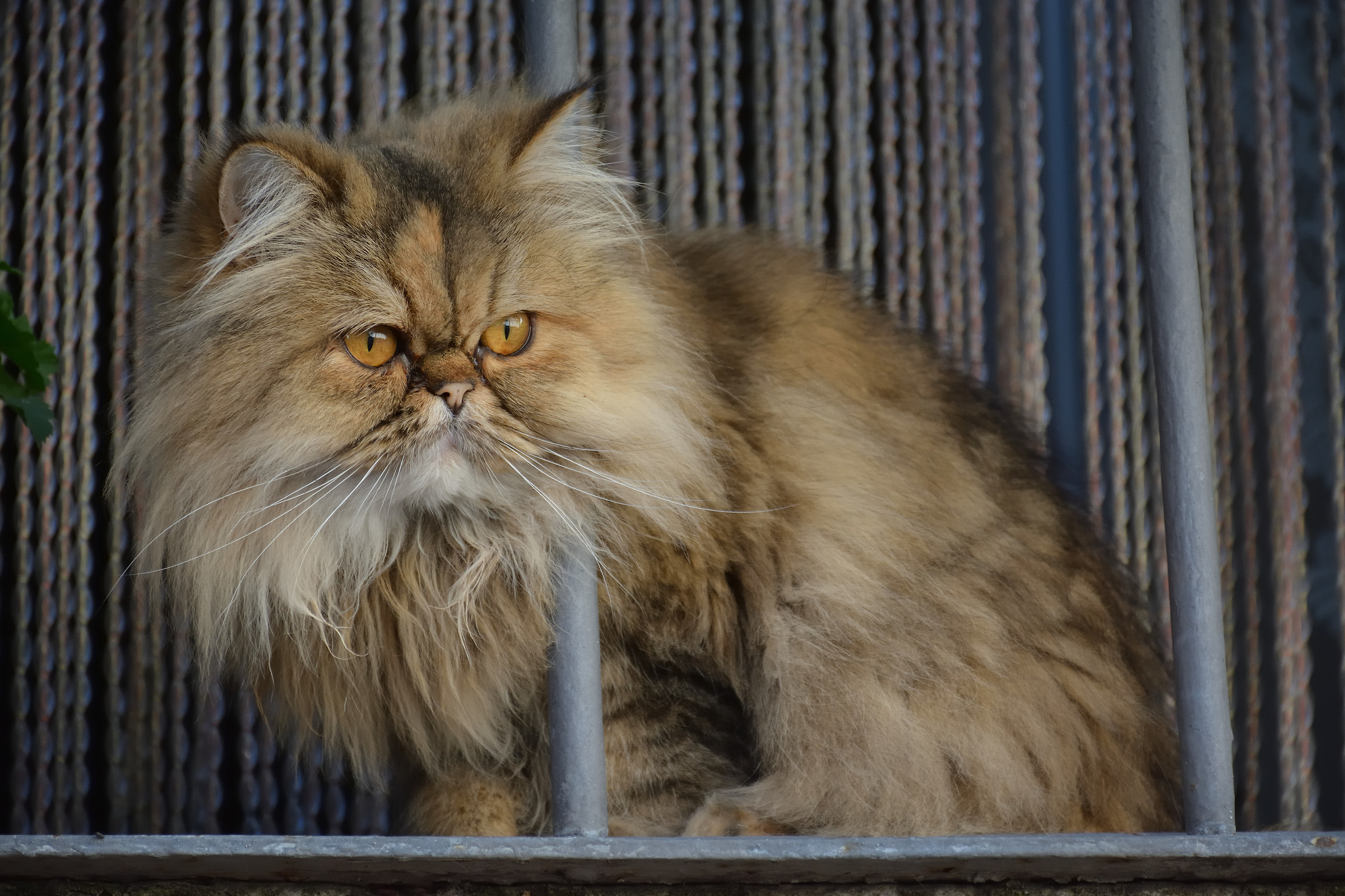 mi sento osservato...