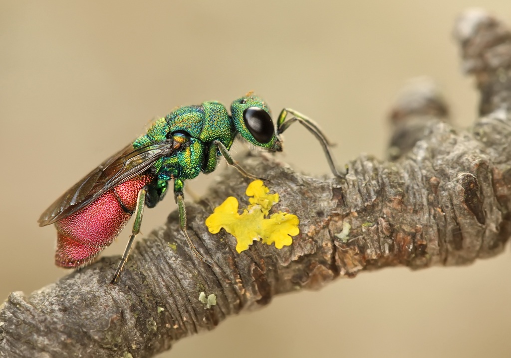 Jewel Wasp
