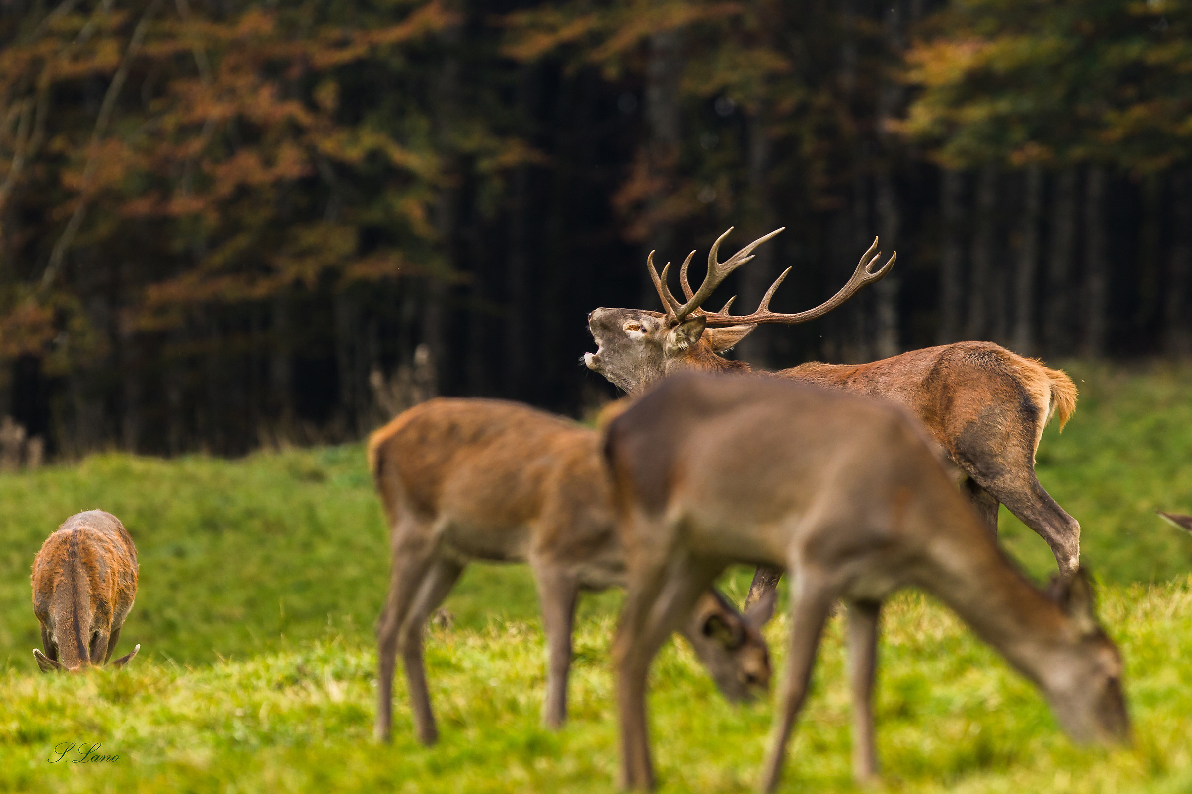 three-dimensionality