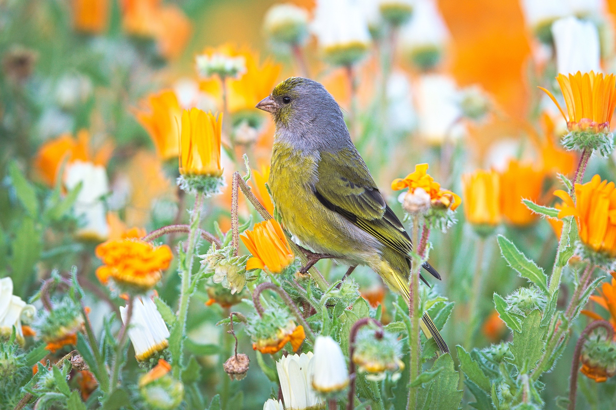 At Park Company's Garden (Cape Town)