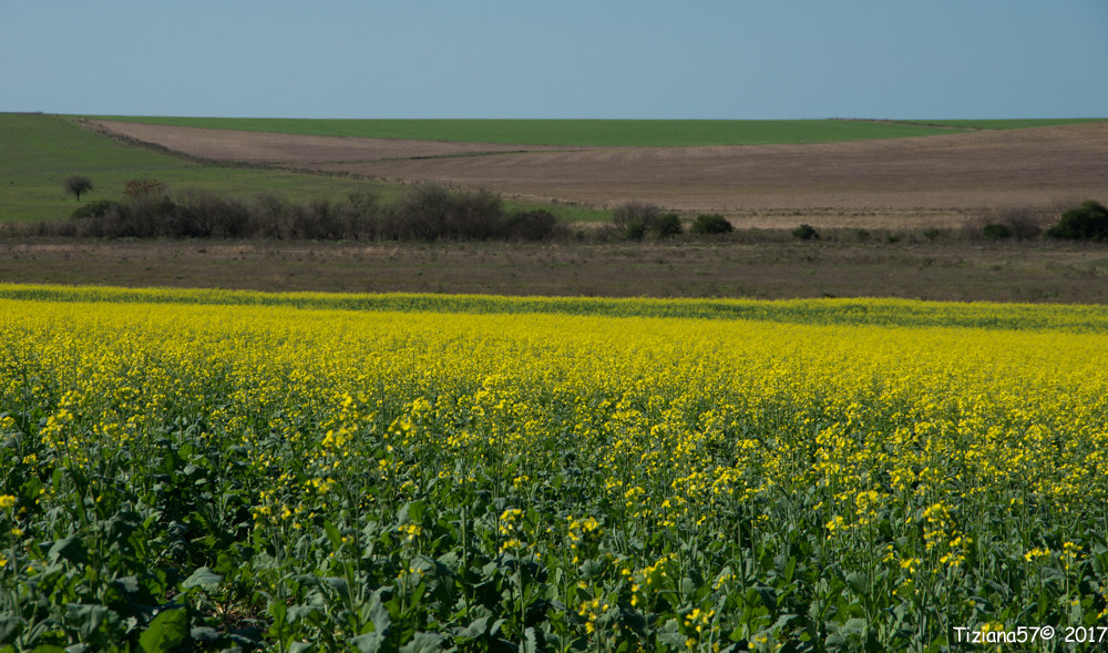 Rape fields