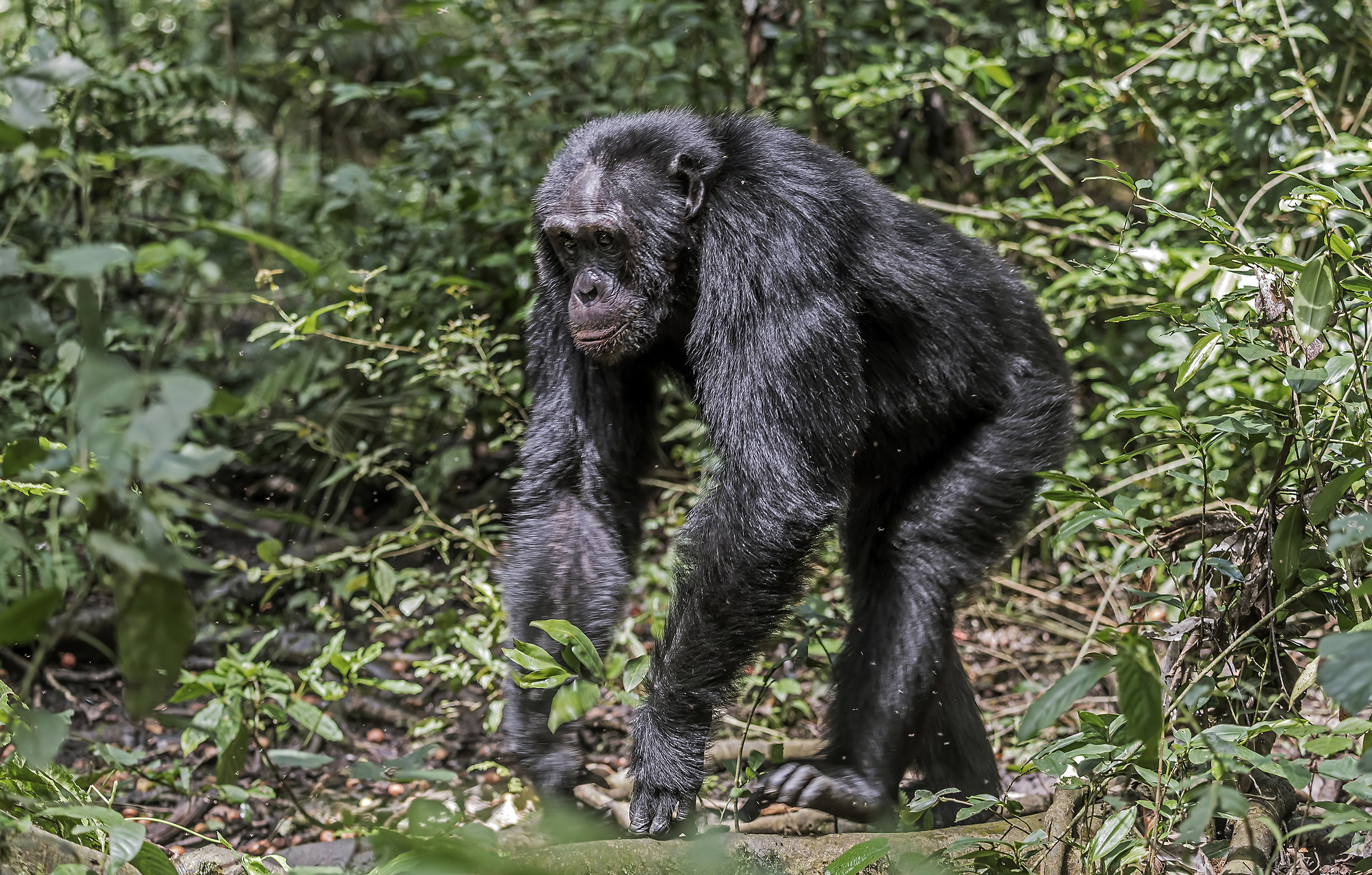 Chimpanzees - kibali