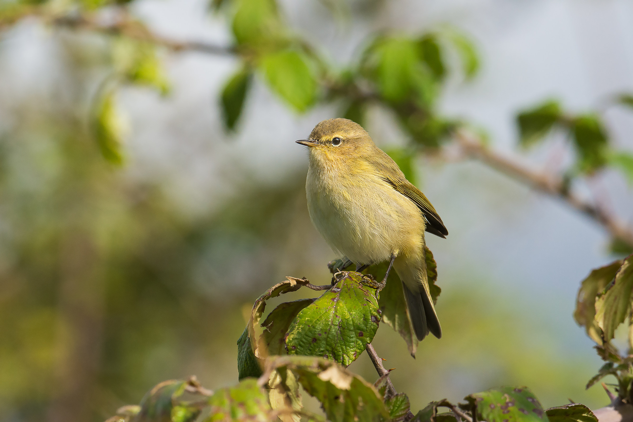 Luì piccolo abitante dei rovi