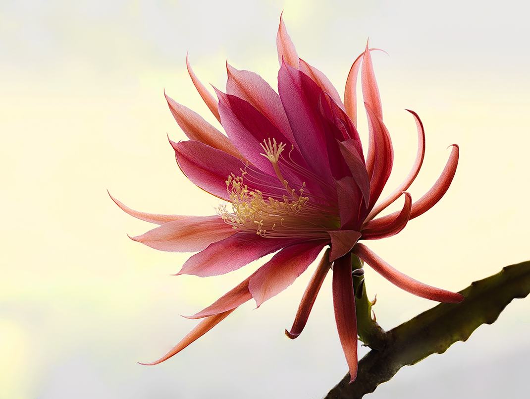 I fiori sono bellissimi