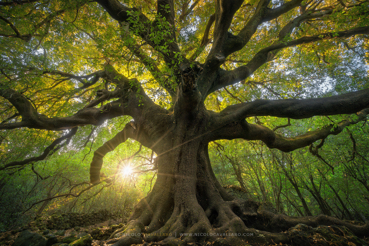 Ilice di Carrinu (Etna)
