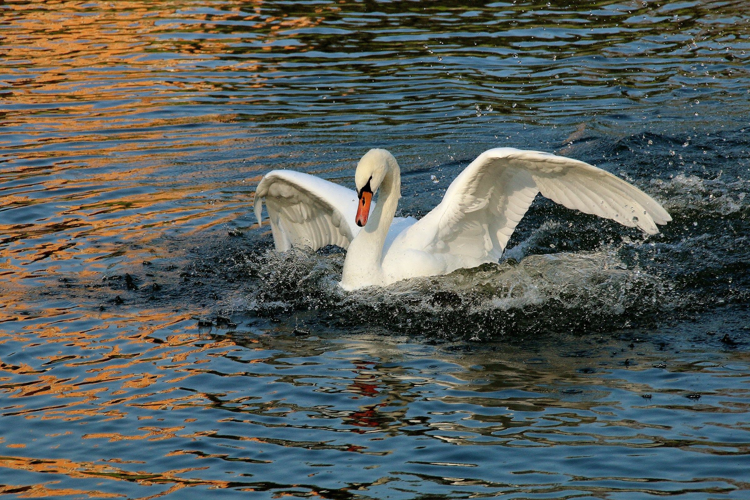 the swan landing