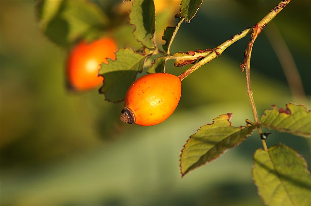 The berry after the flower