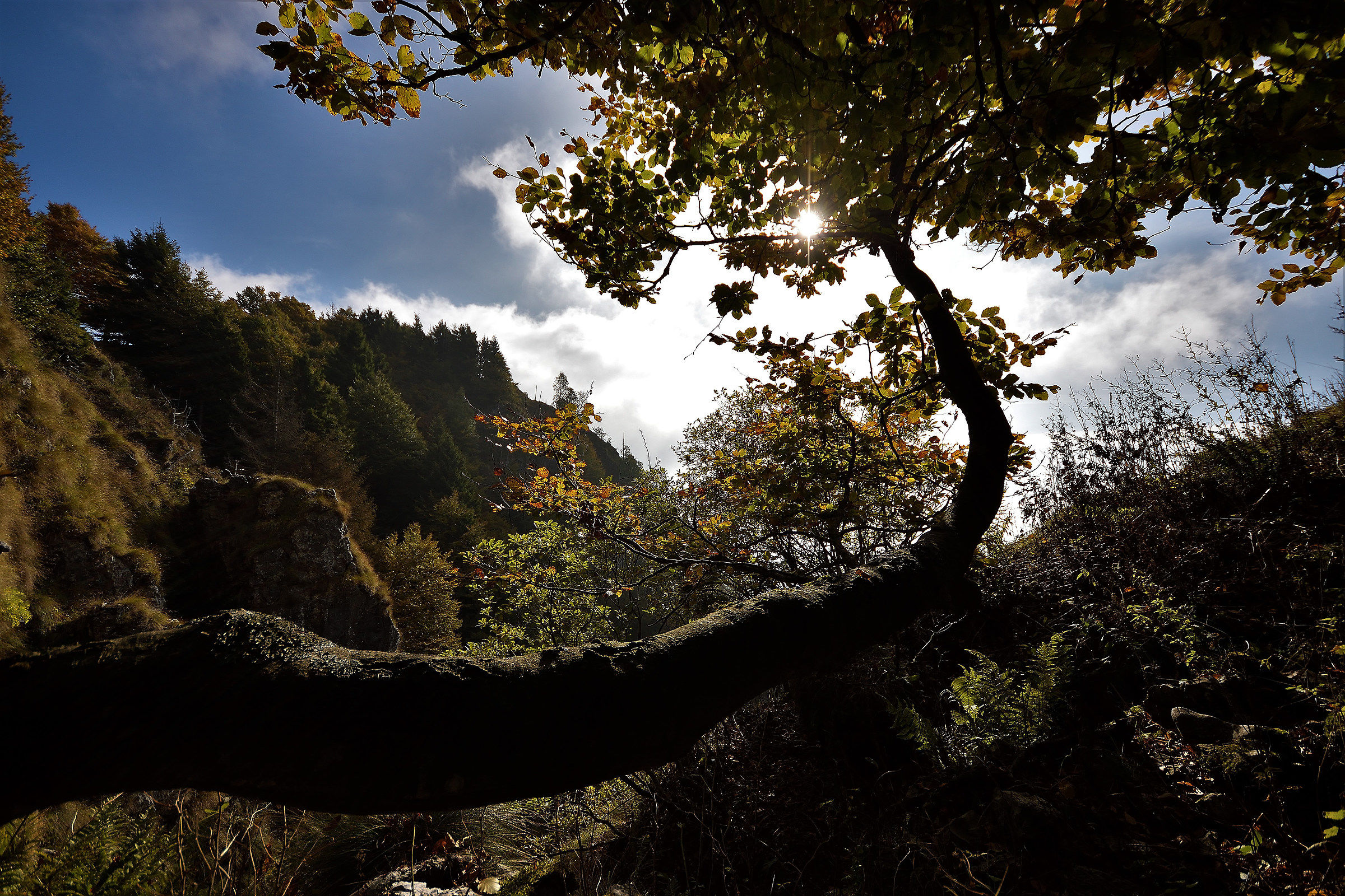 Artistic branch