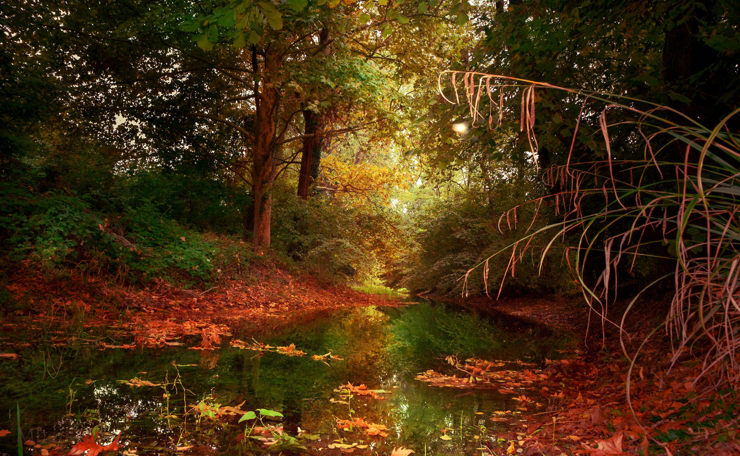 When the forest dresses in Autumn.