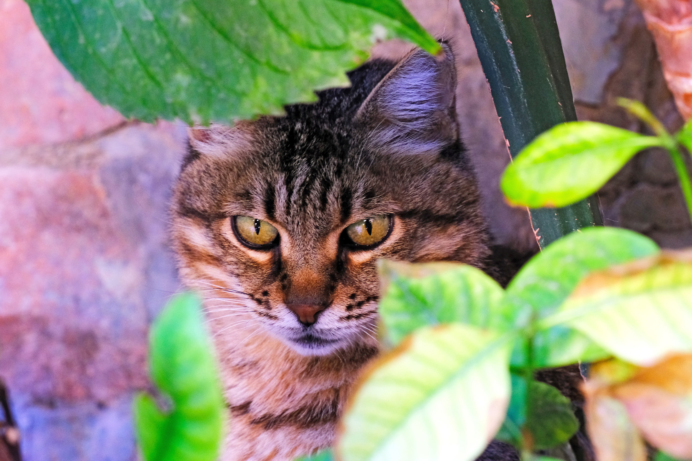 Micio between the leaves