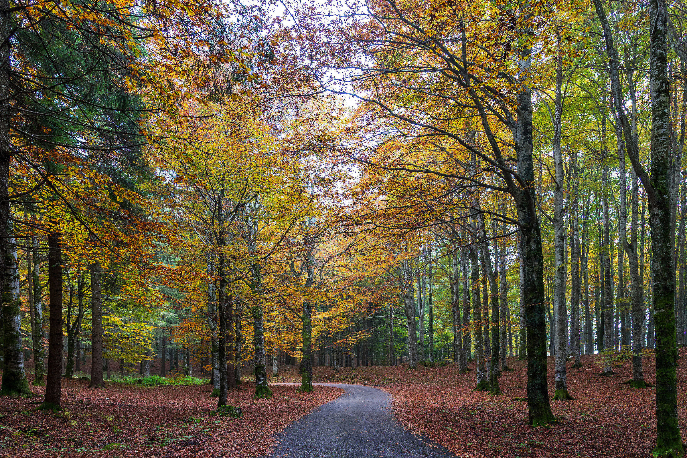 La Strada nel Bosco del Cansiglio
