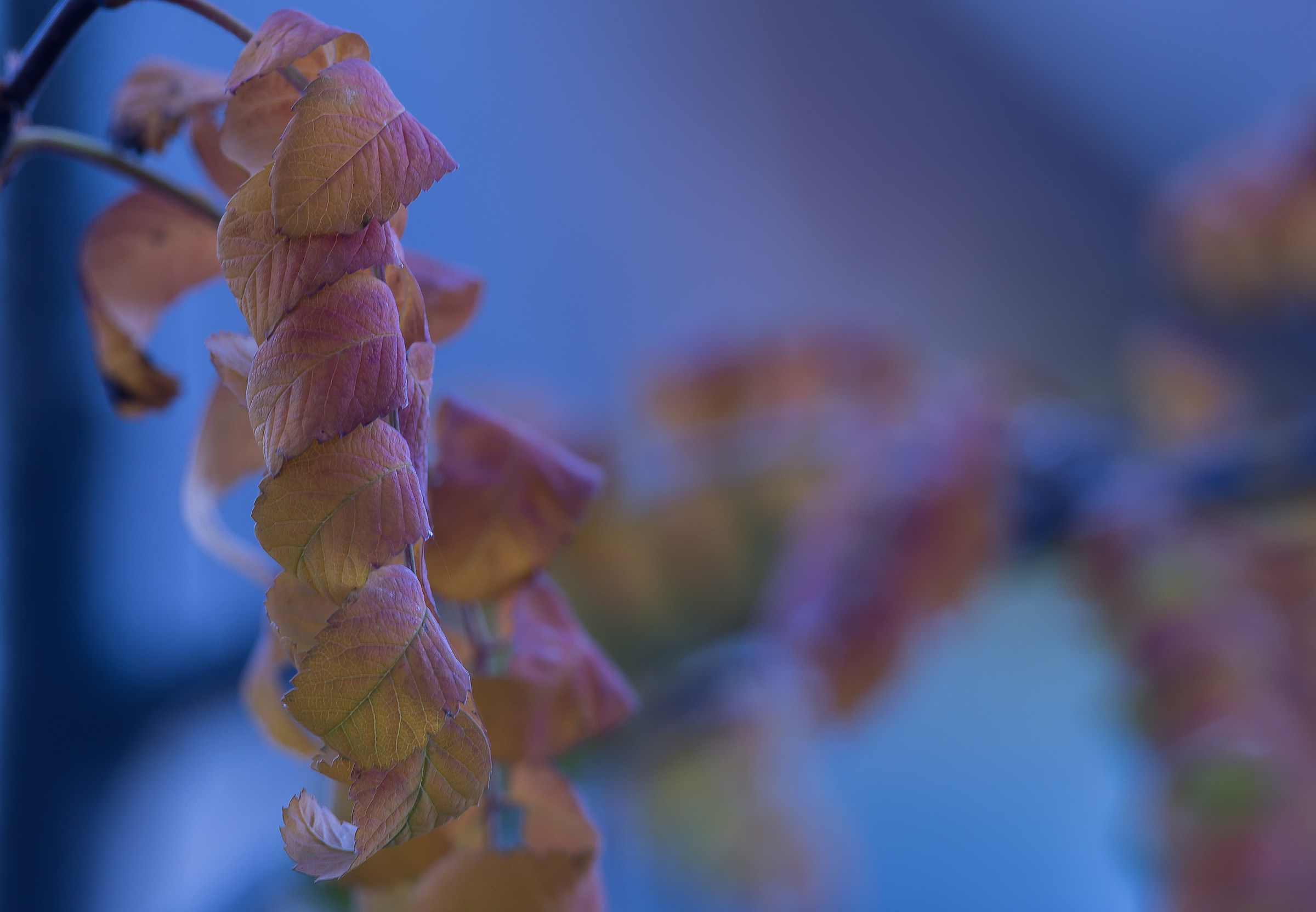 autunno di una bellezza disarmante