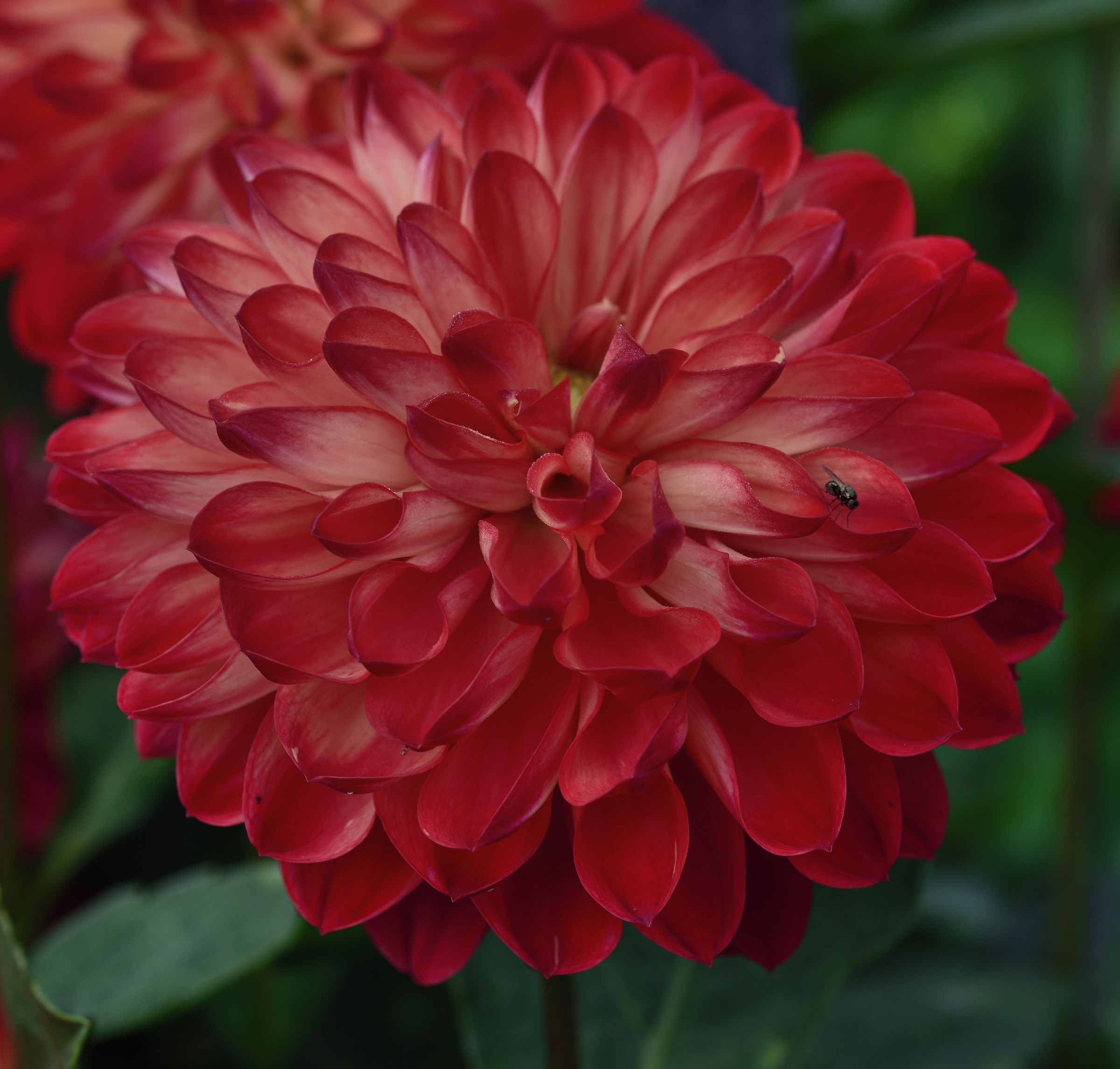dahlia