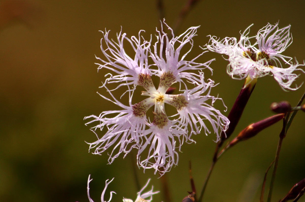 Fiore non so come si chiama ... chi lo sa?