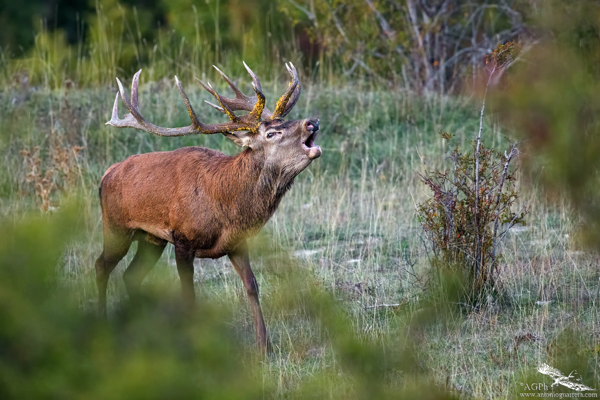 Brilliantly at the last lights