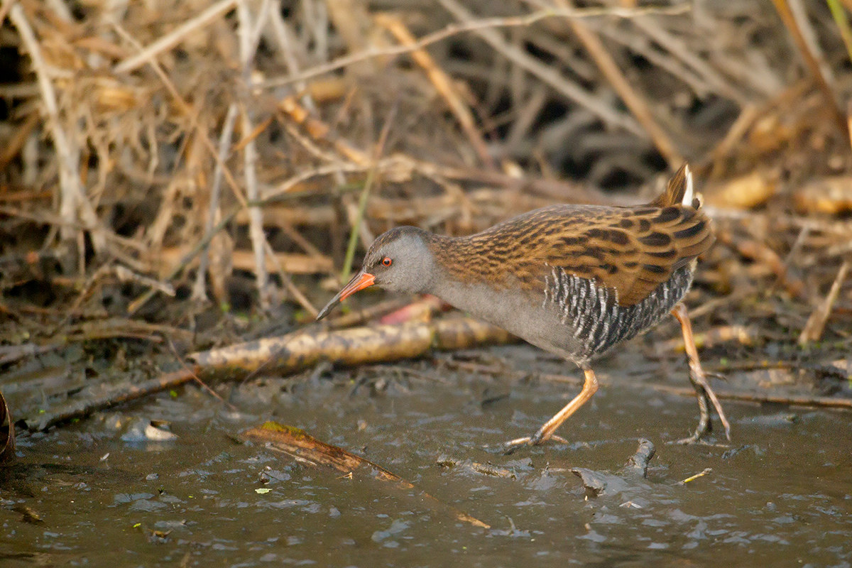 Water Rail