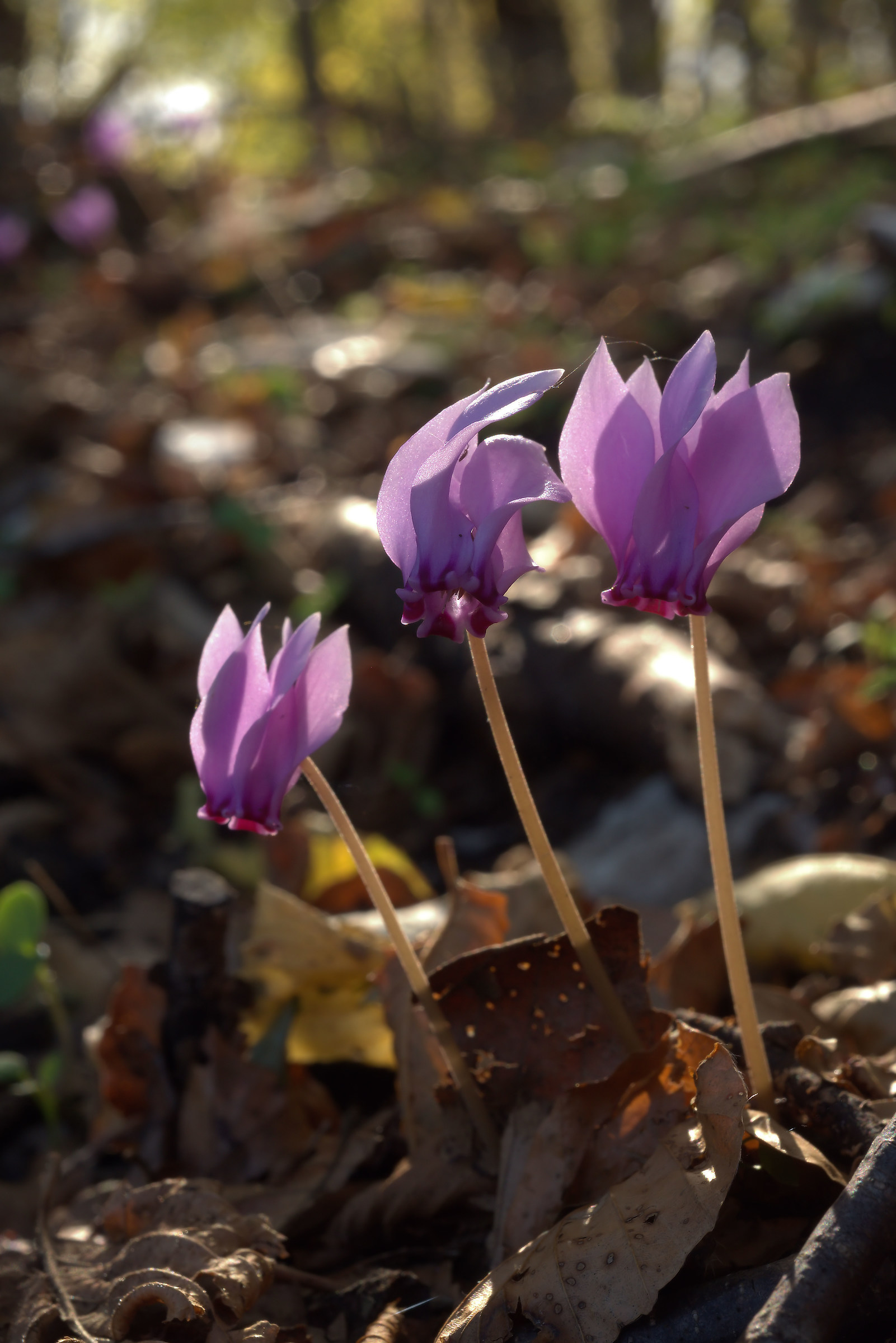 Cyclamen