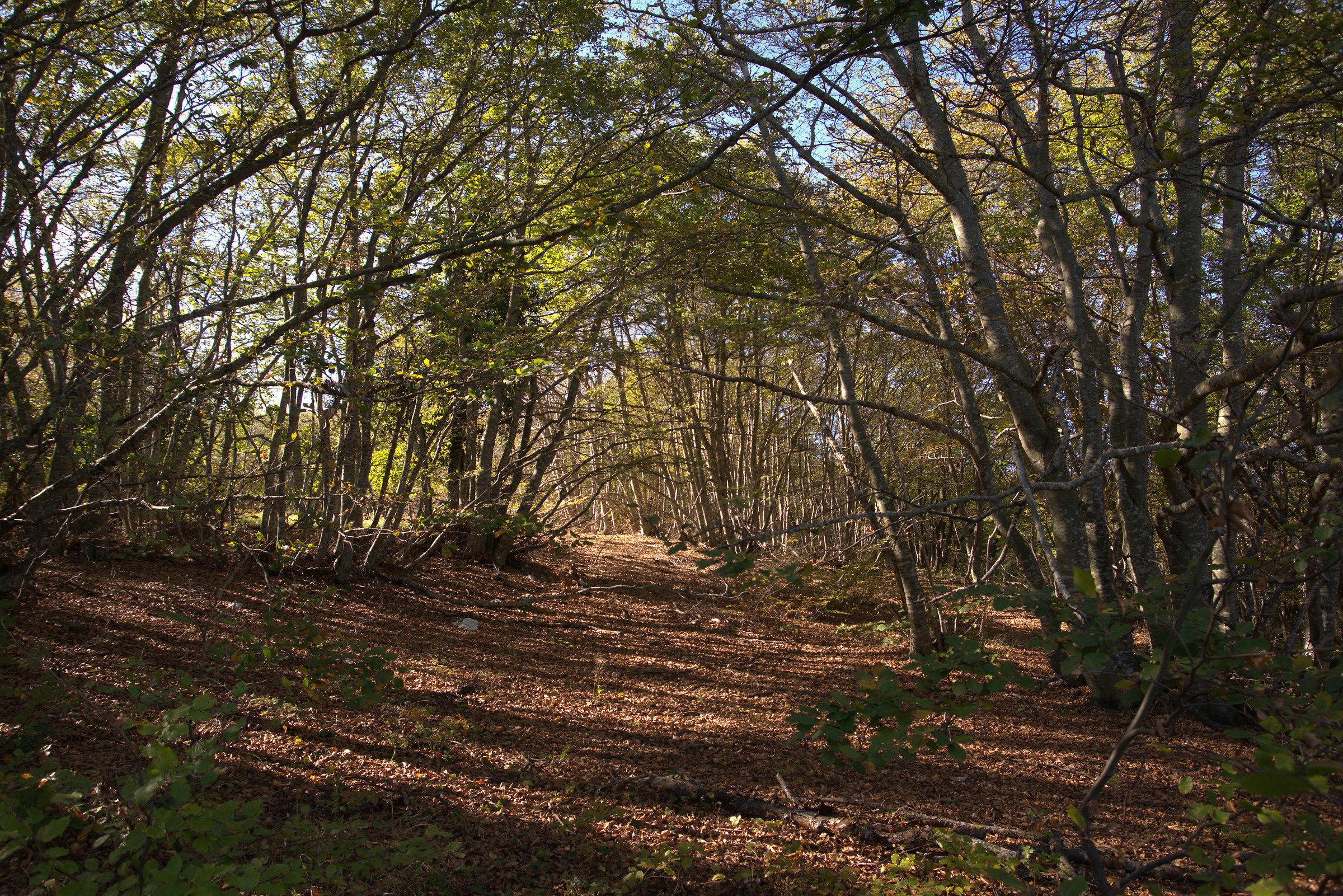 Faggeta a Colle San Giacomo