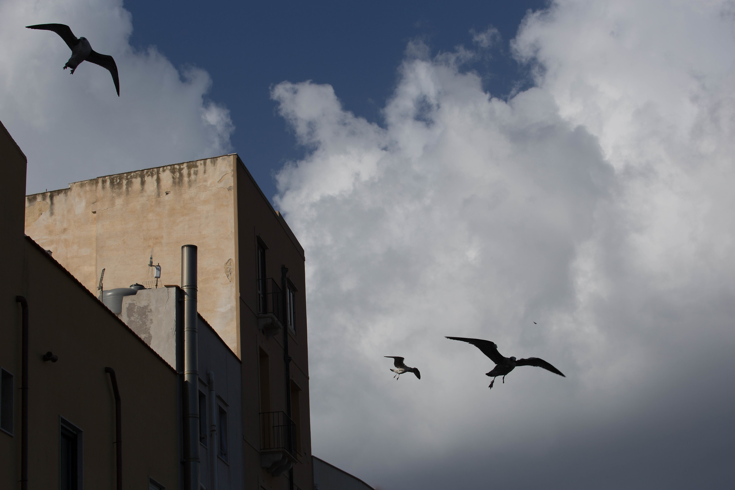 Three gulls