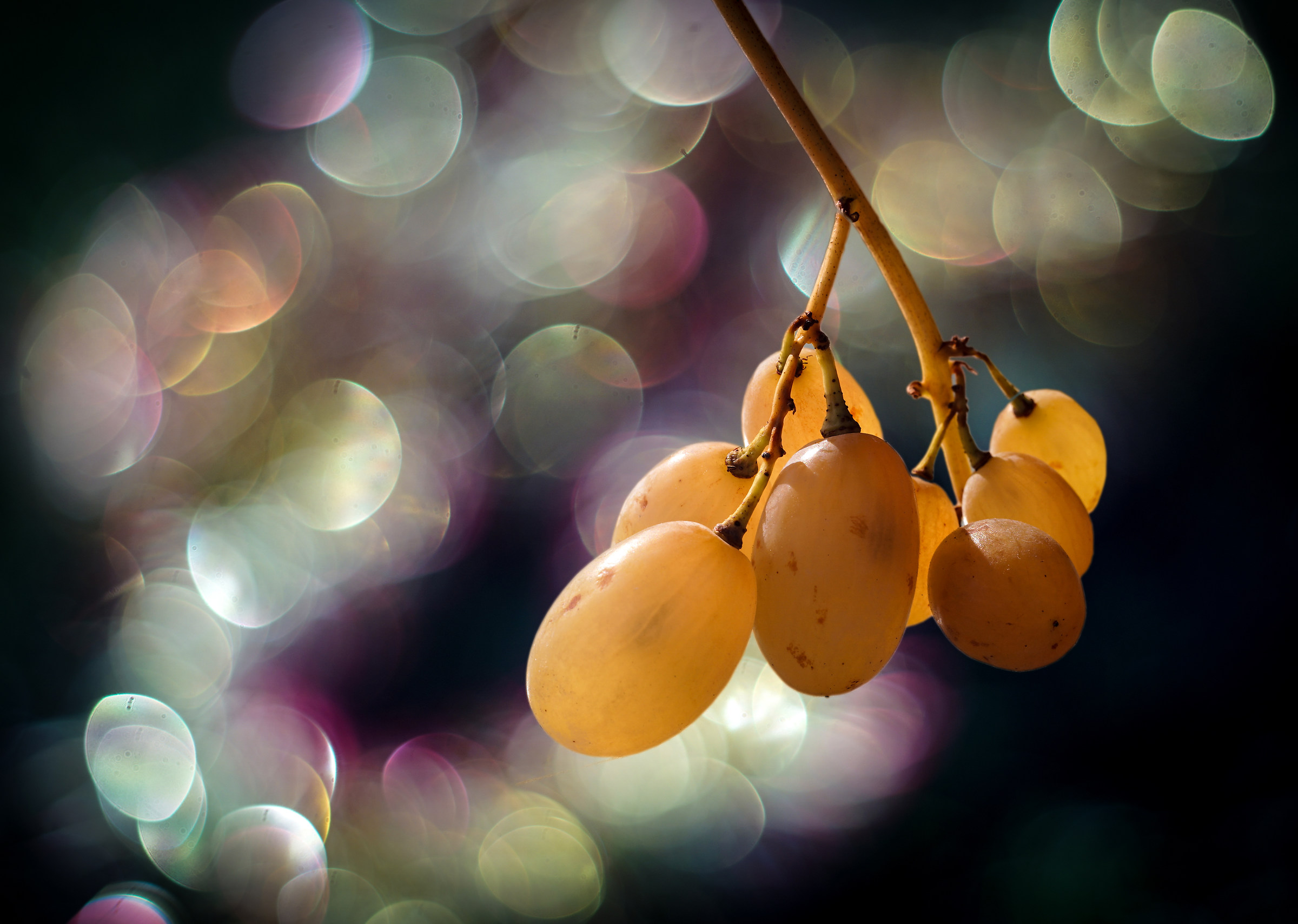 gli ultimi acini sul filare