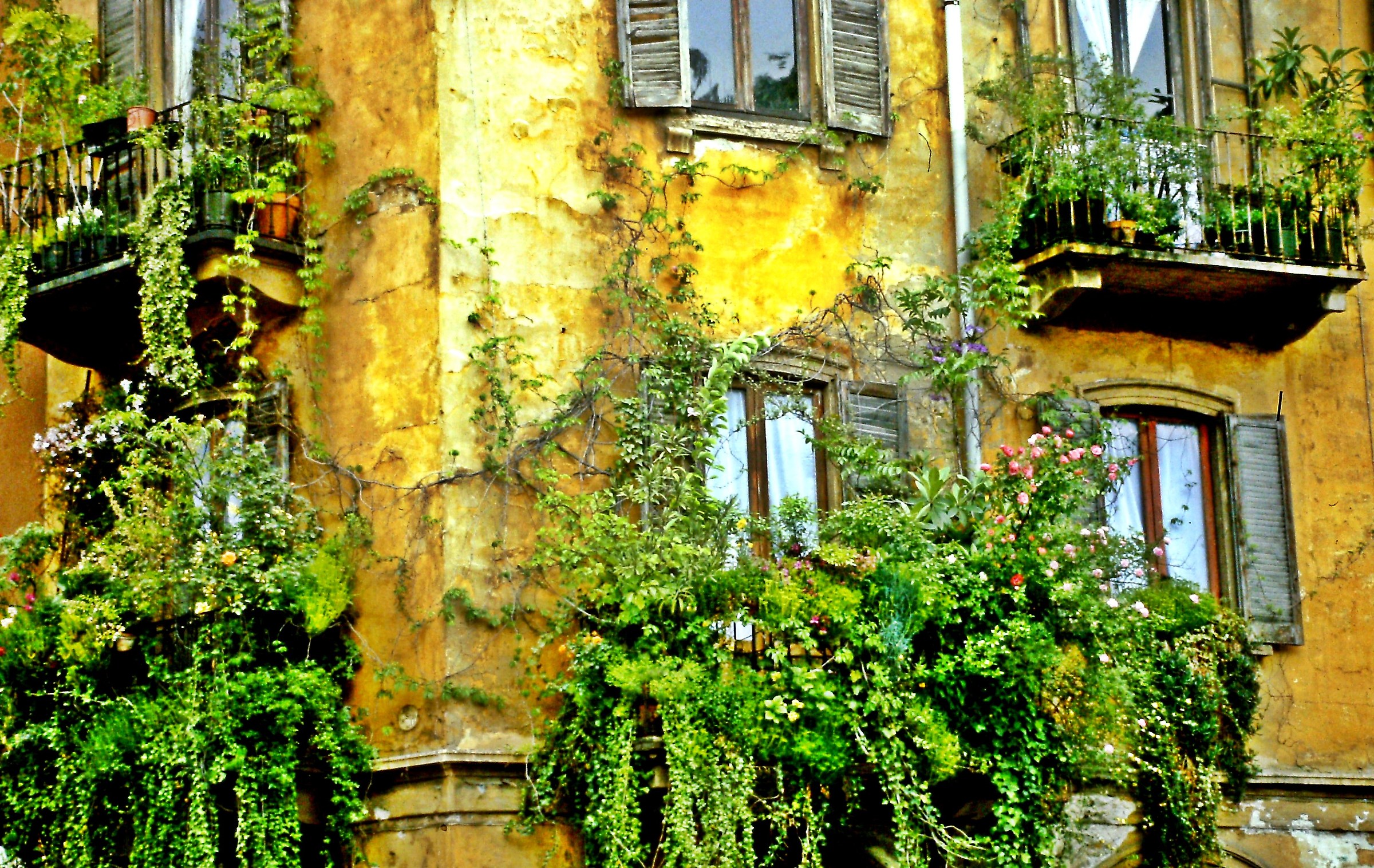 501 - floreale decadenza - MI Milano Via Pantano