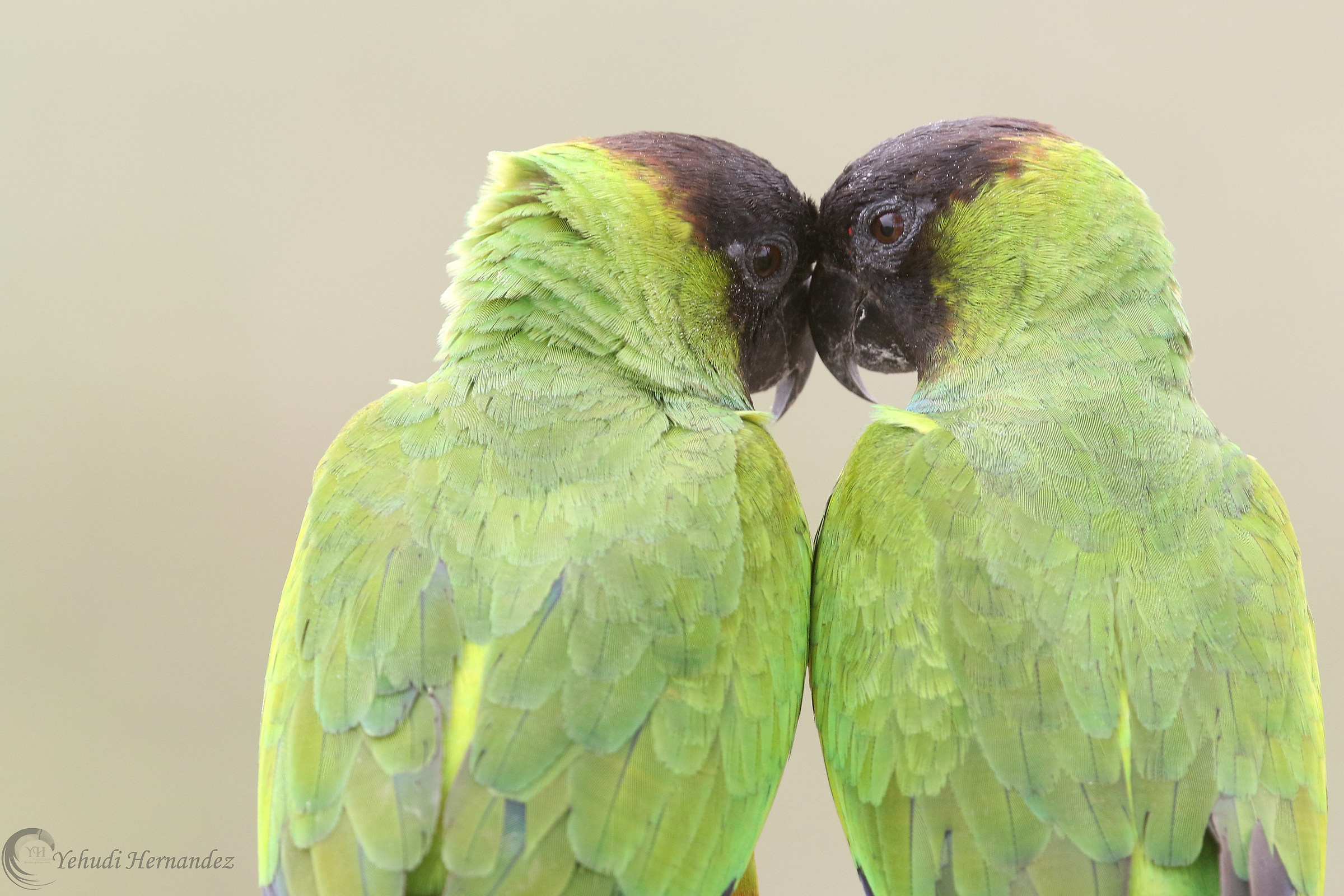 Black faced parakeet