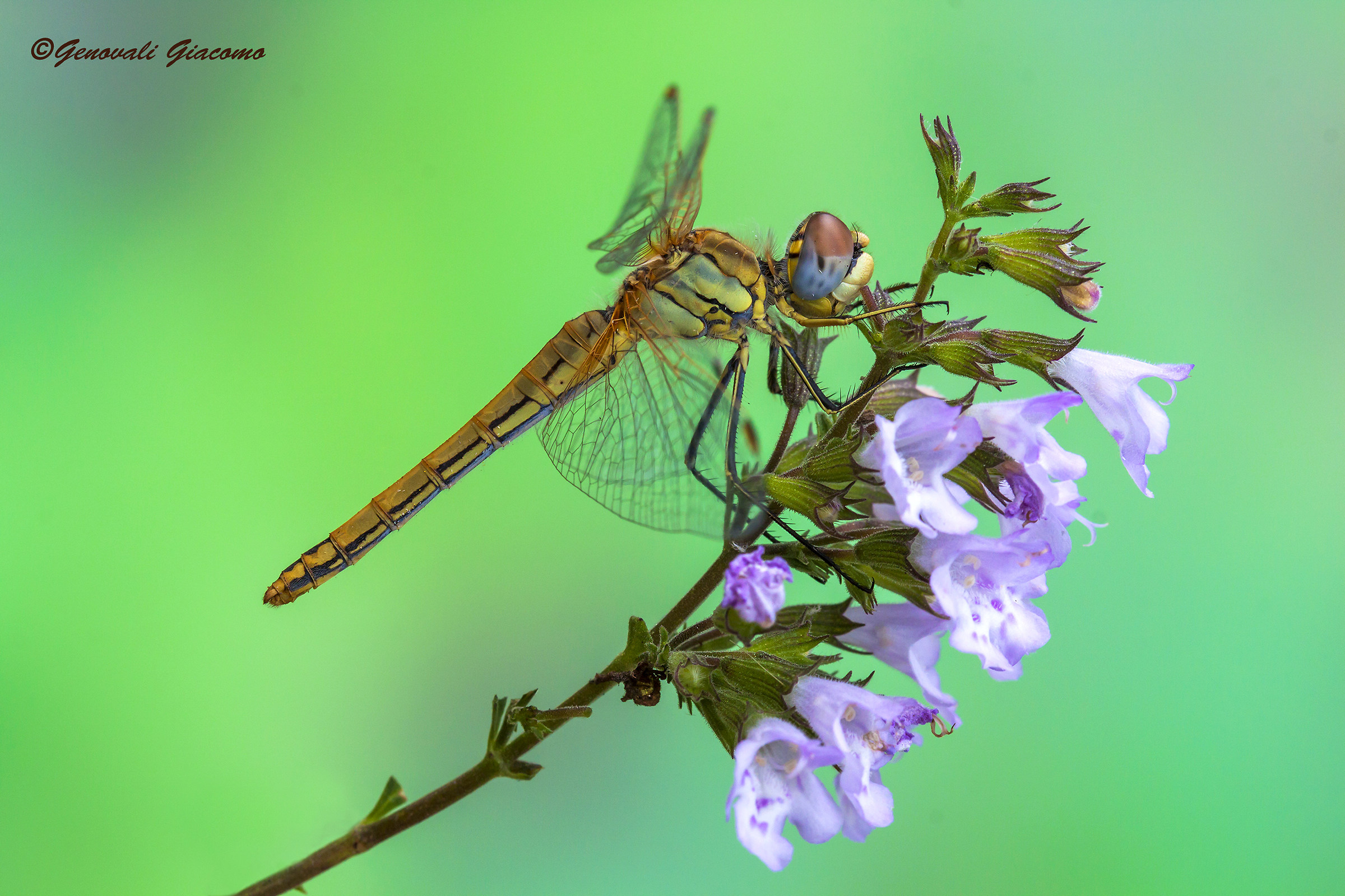 the sympetrum fonscolobii on the reflex