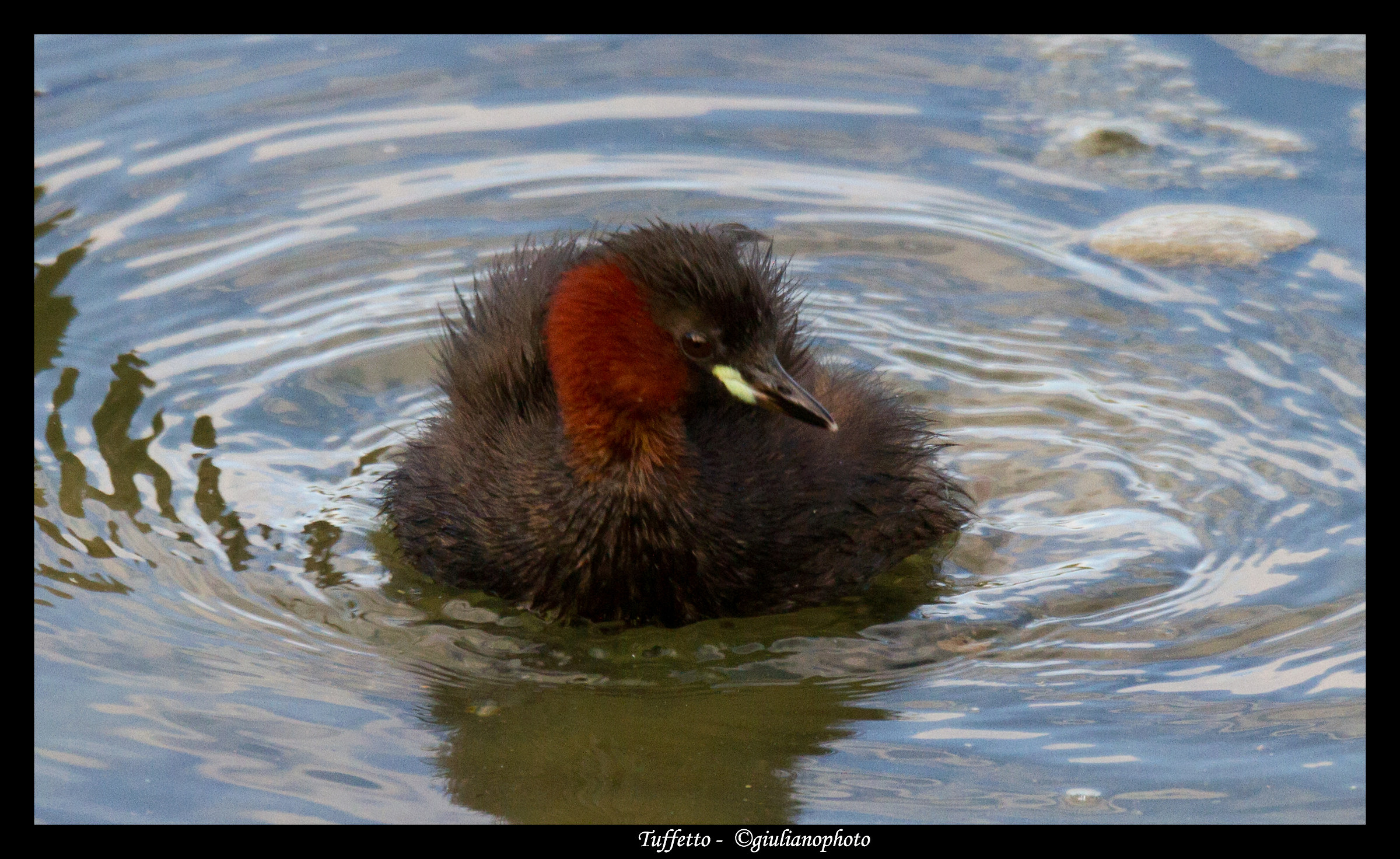 Little Grebe