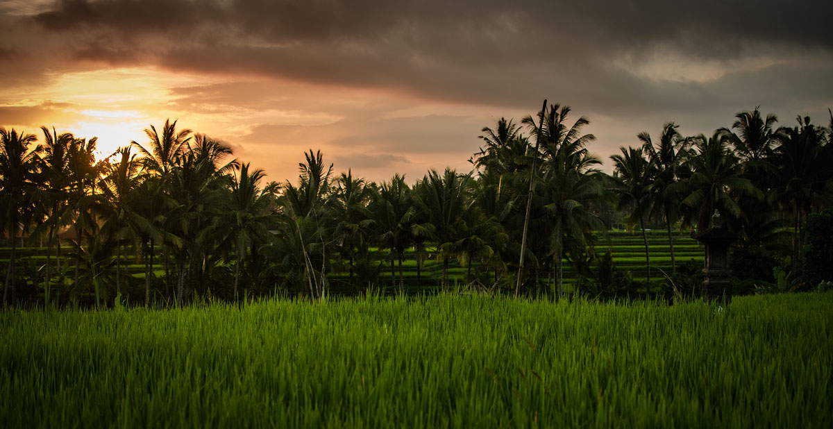 Tramonto sui campi di riso