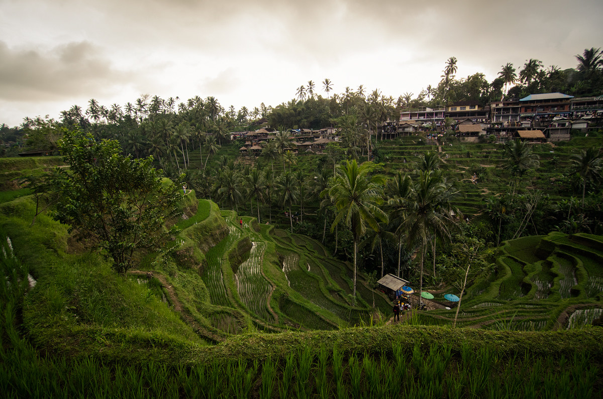 Rice Terrace