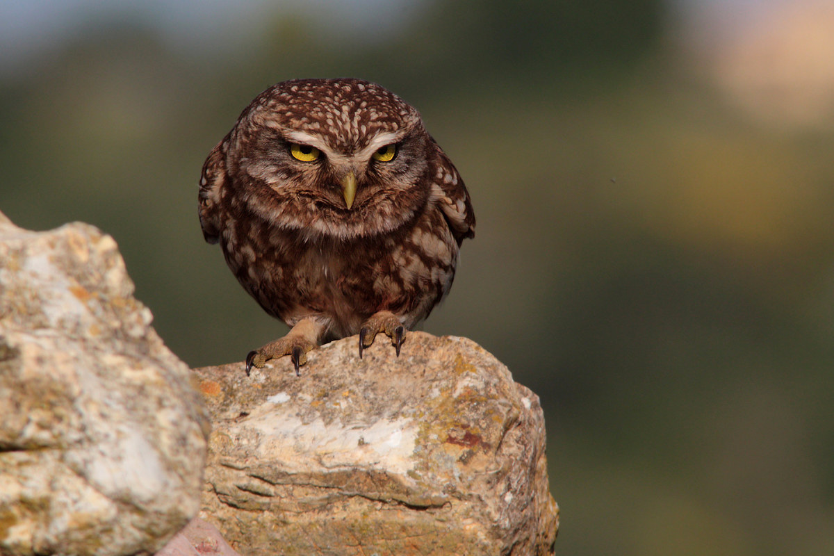 The owl while pointing