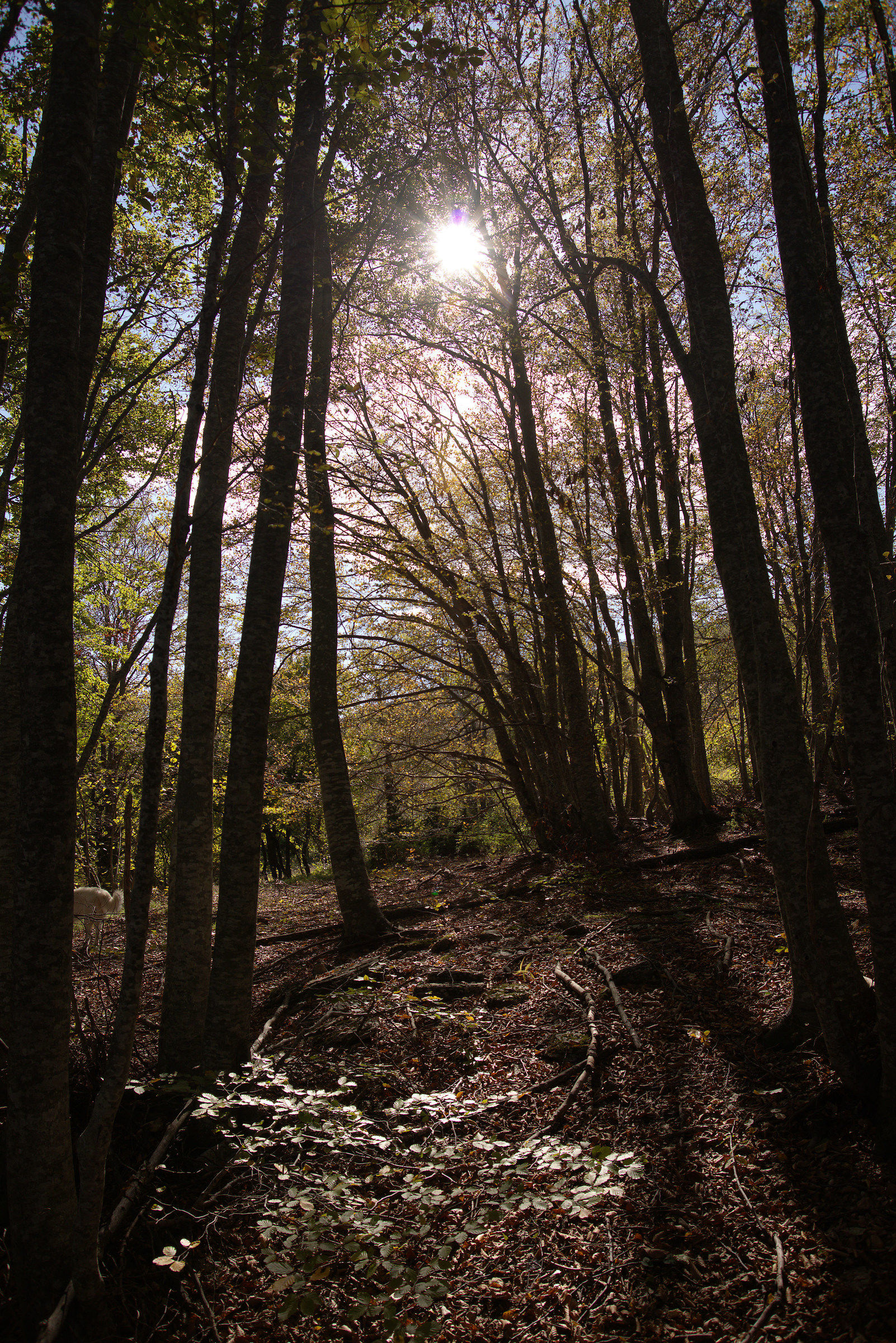 Heck at Colle San Giacomo