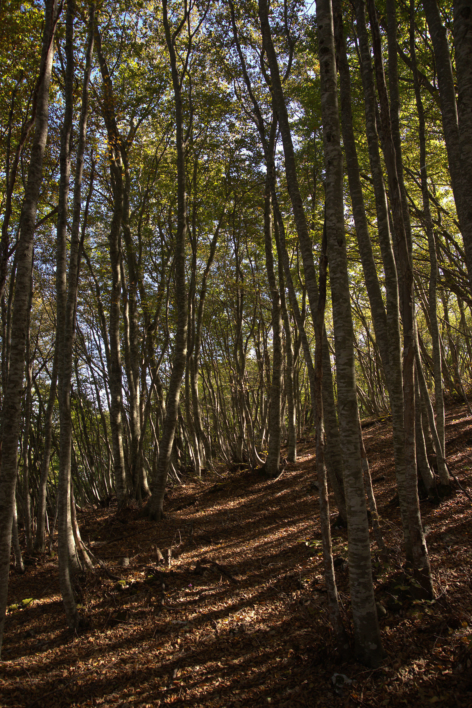 Heck at Colle San Giacomo
