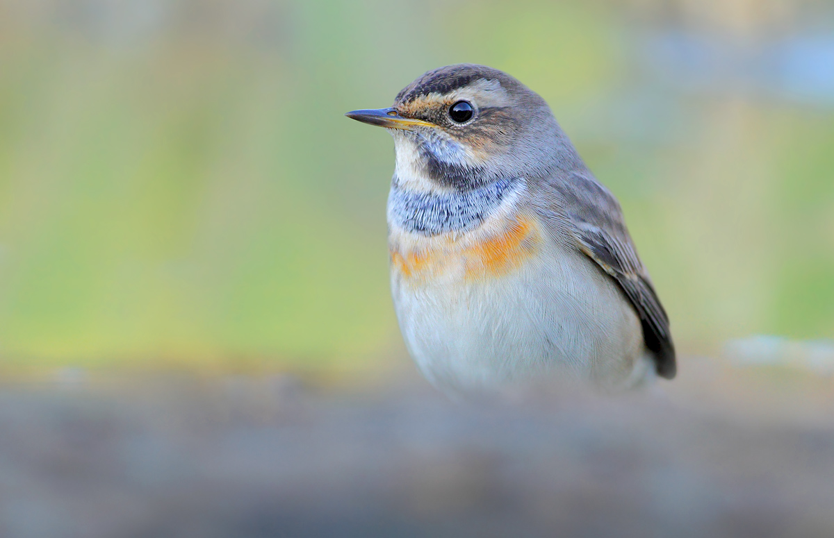 Bluethroat