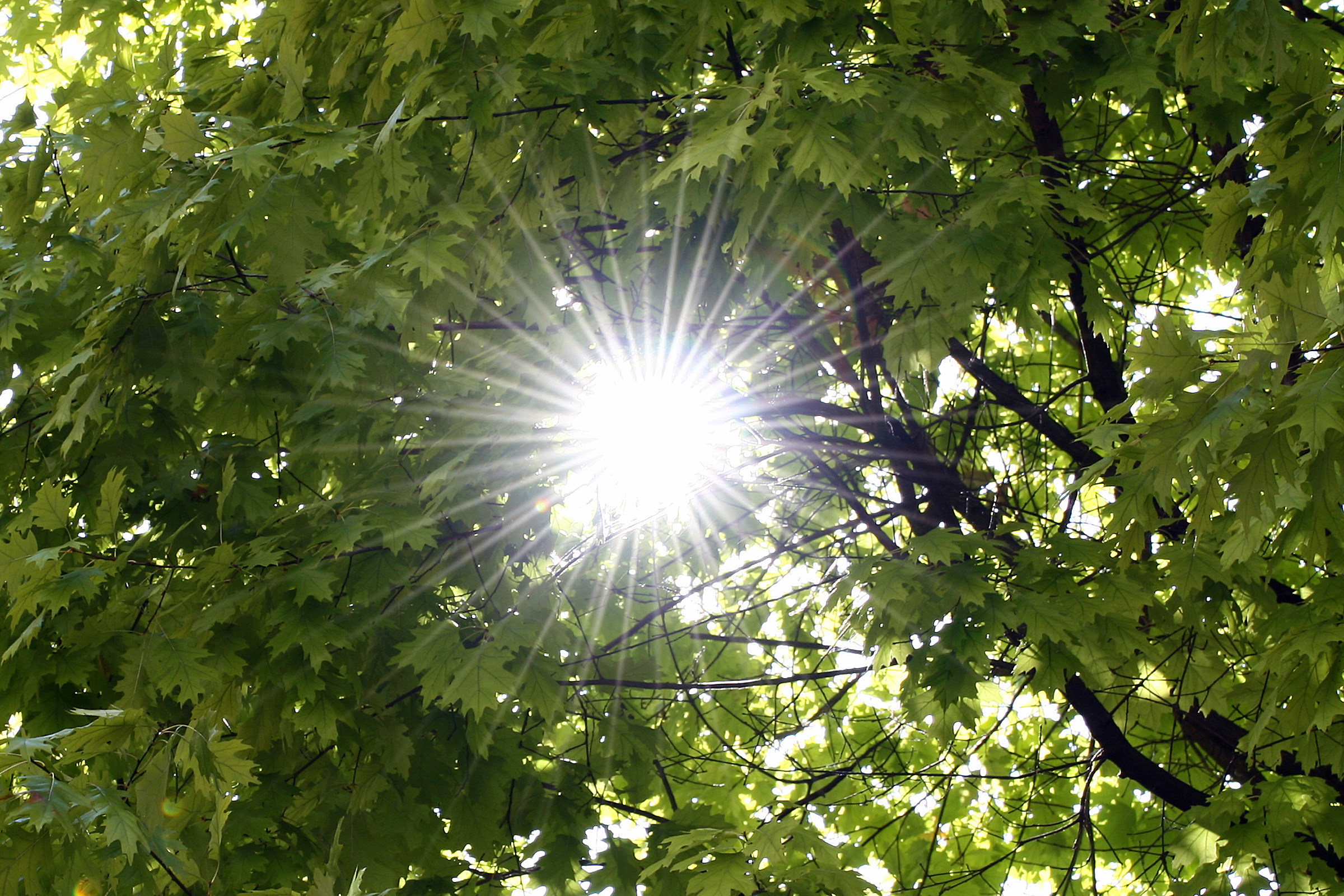 Among the branches ...