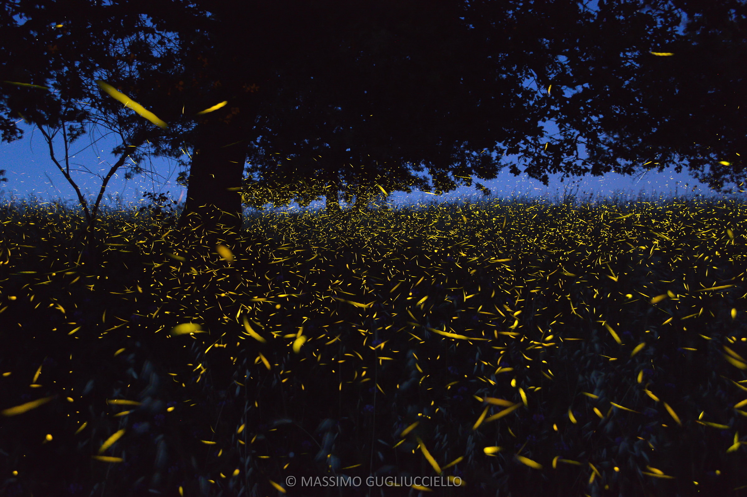 Fireflies