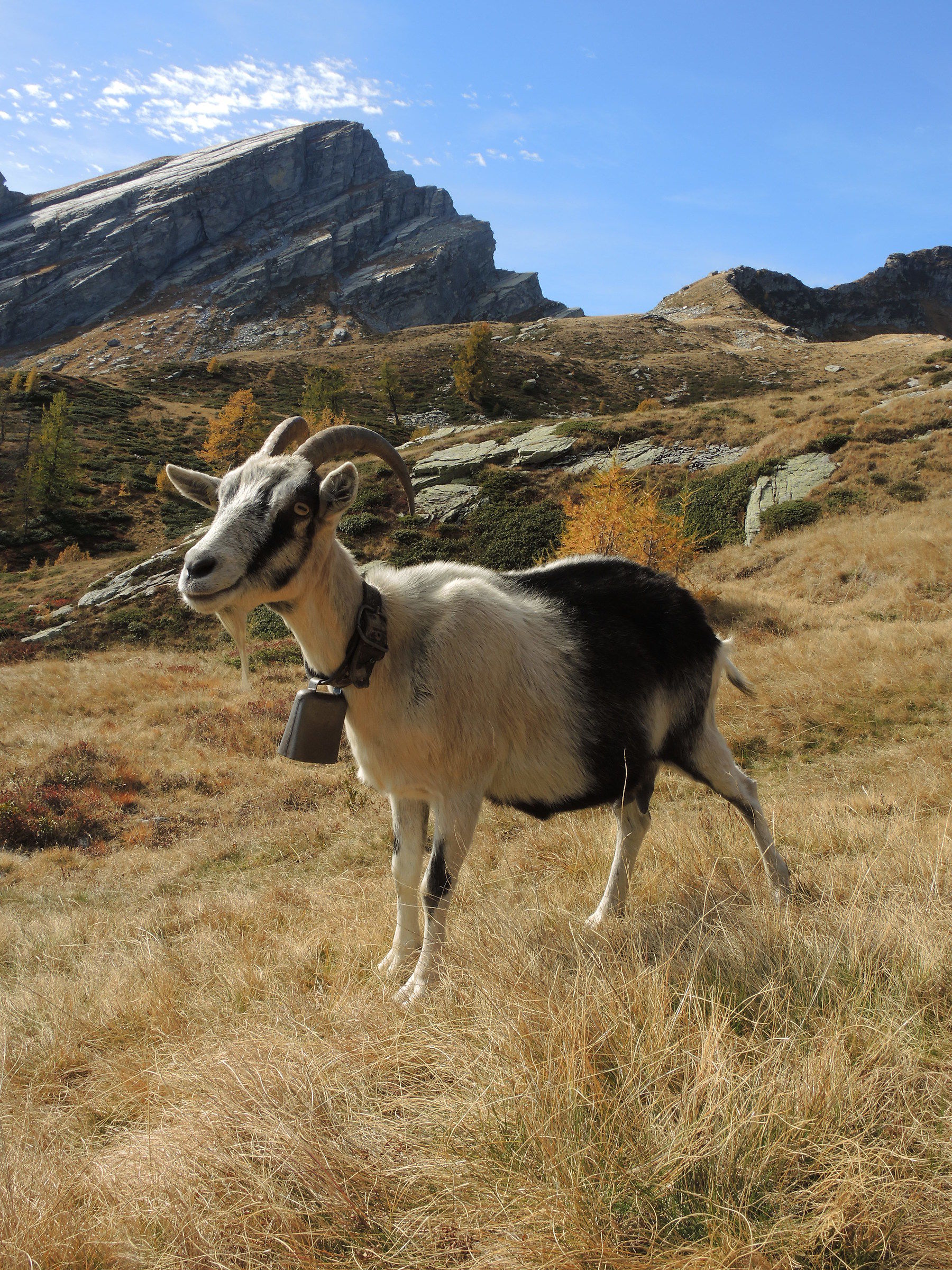 Capra and Pioda di Crana