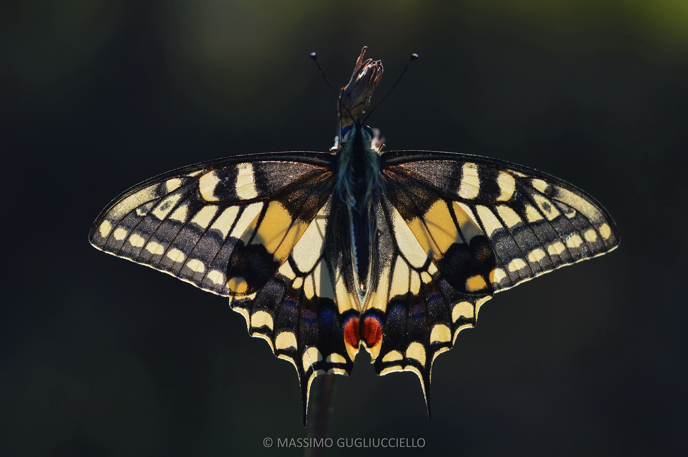 Papilio machaon backlight